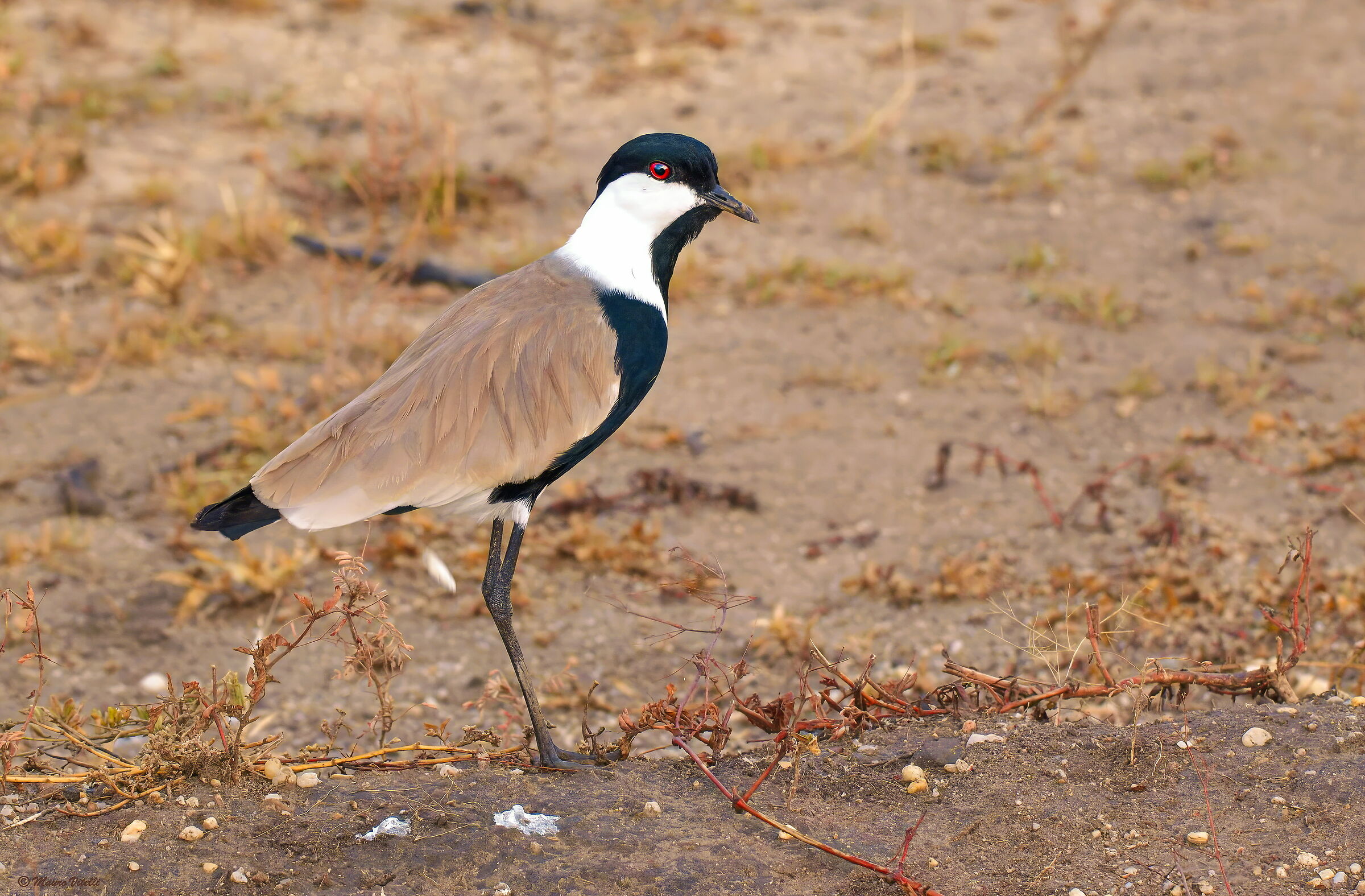 Pavoncella Spinosa (Vanellus Spinosus)