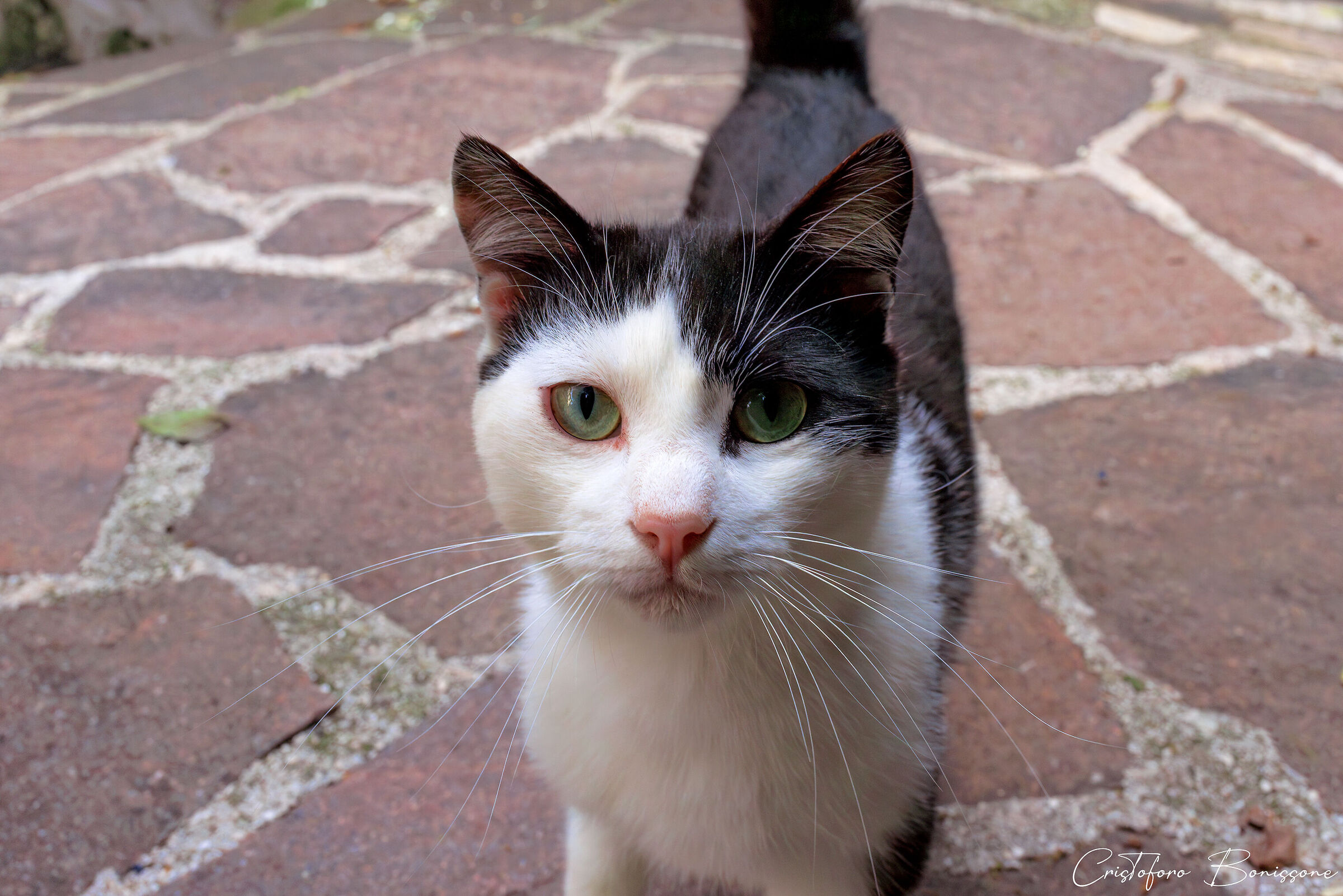 A big, very curious cat