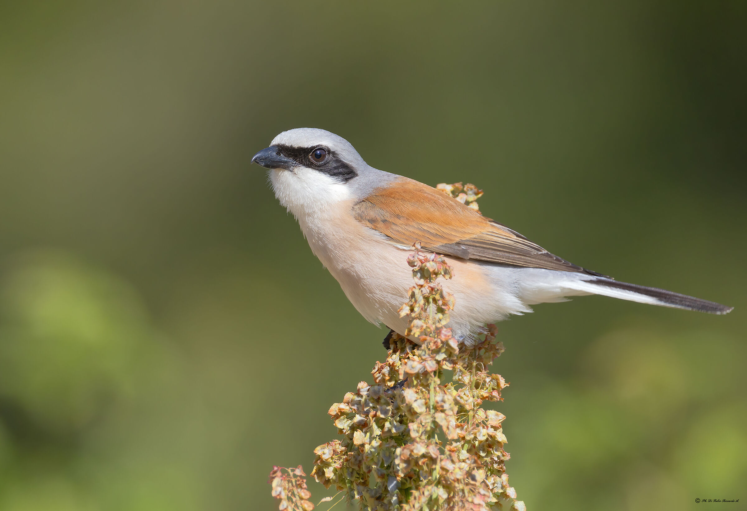 Red-backed shrike