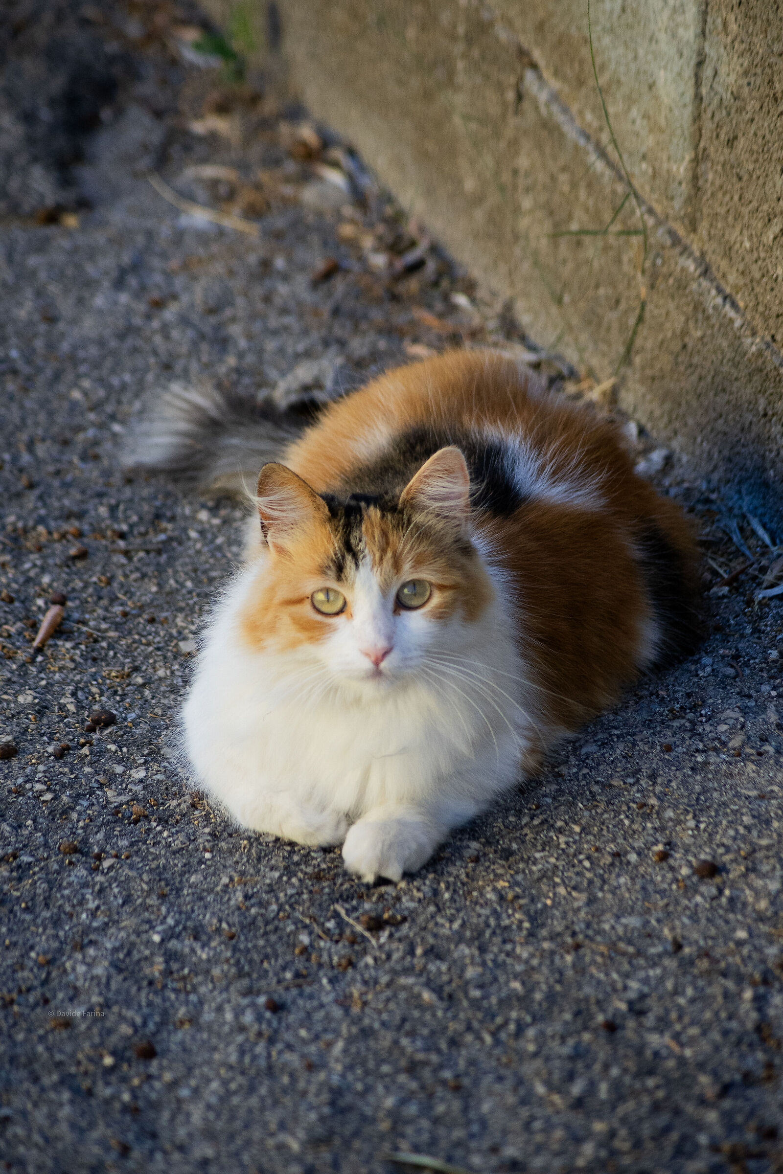 Spotten kitten on the street