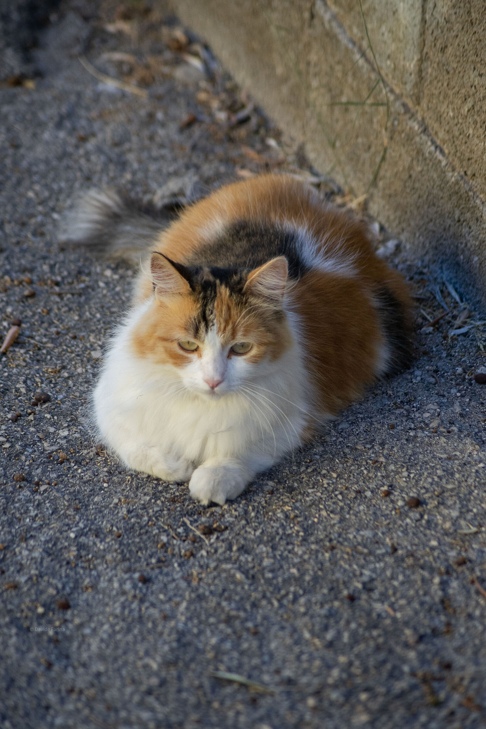 Spotten kitten on the street 2