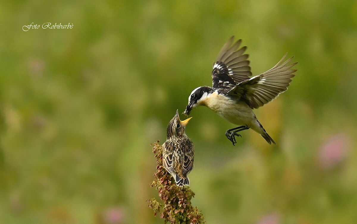 Stiaccino...imbeccata...