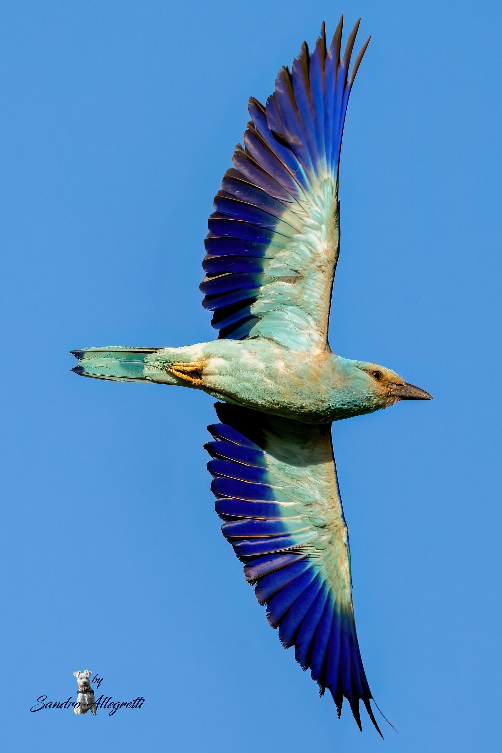 La ghiandaia marina (Coracias garrulus)