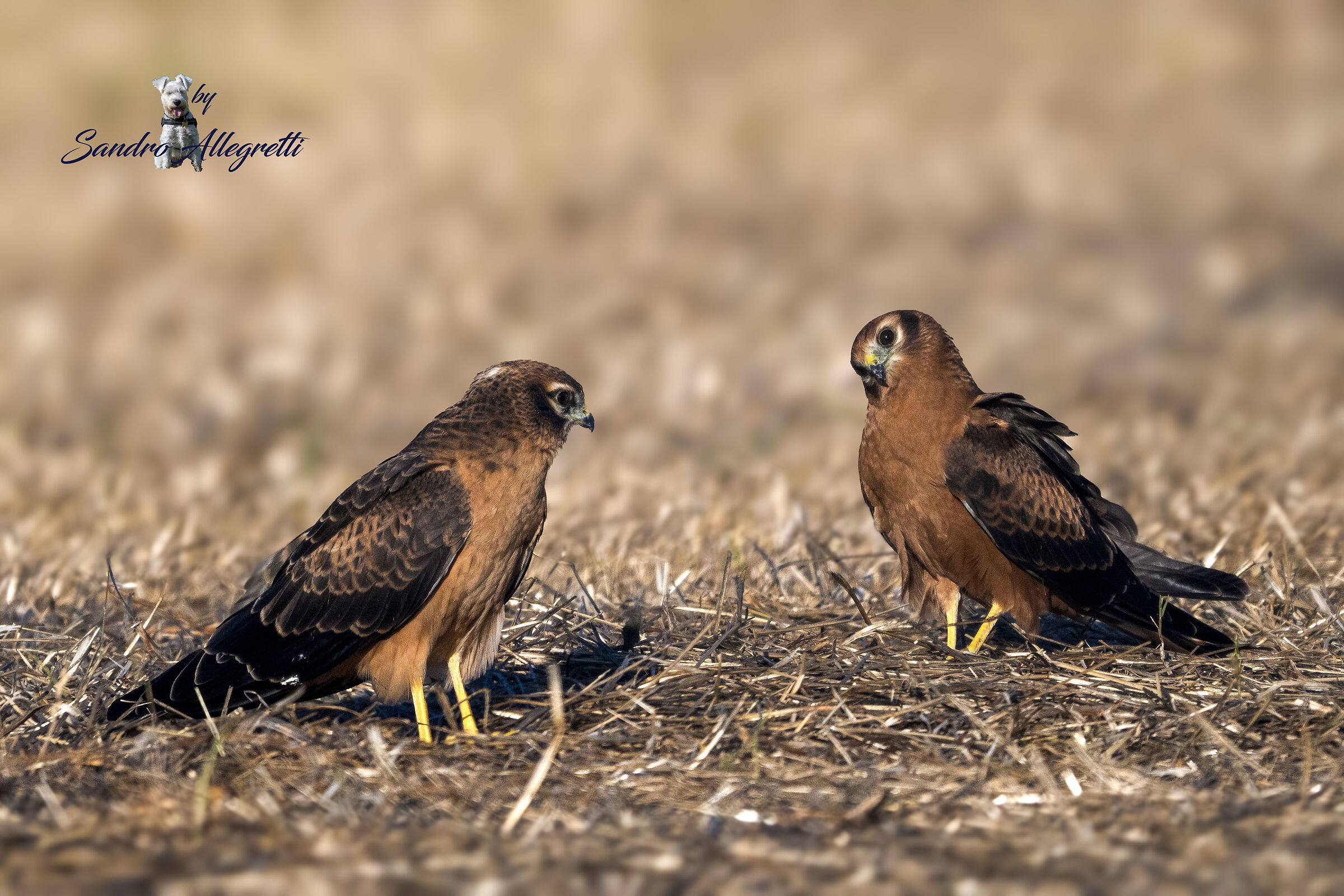 L'albanella minore (Circus pygargus) juv