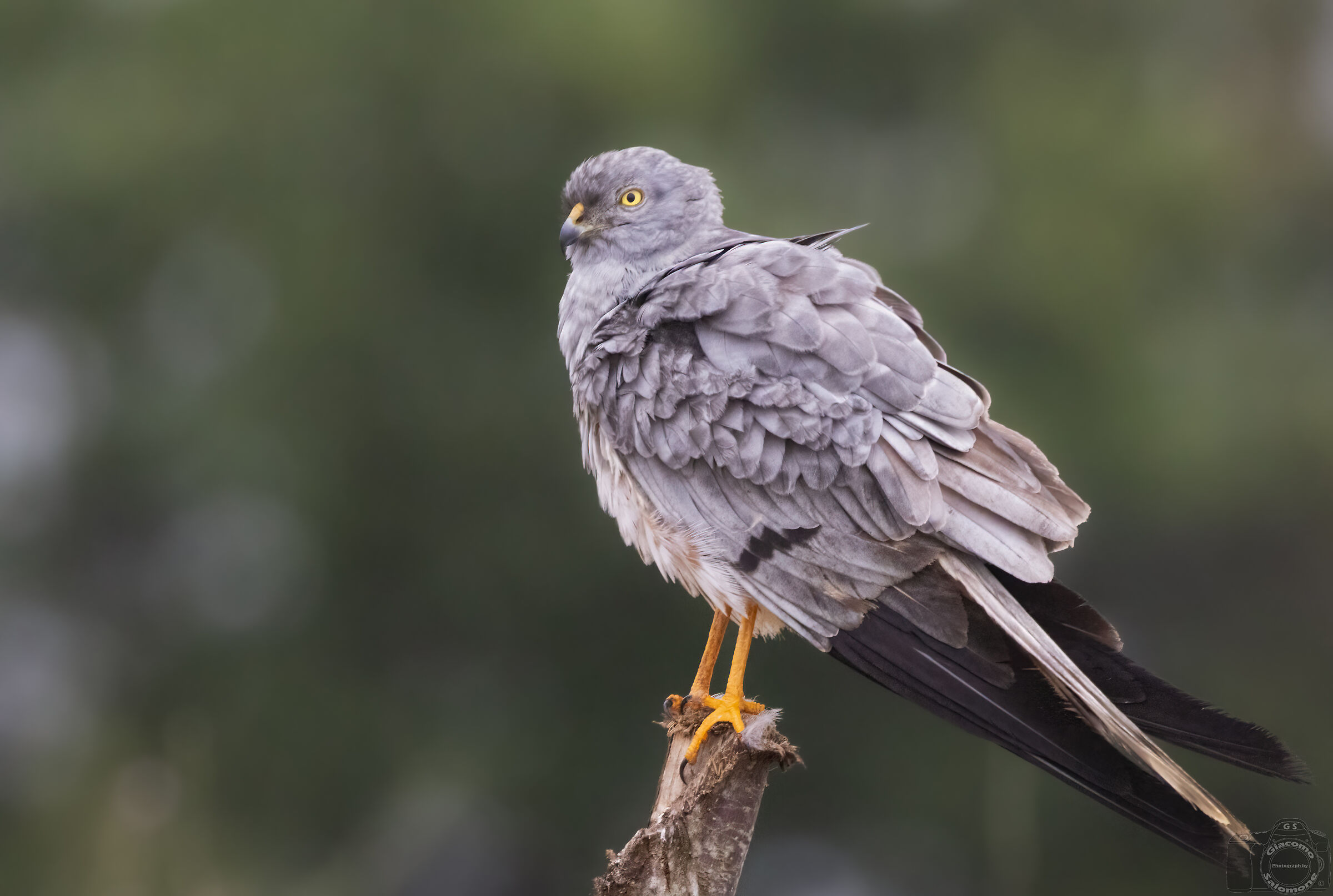 Montagu's Harrier (m).