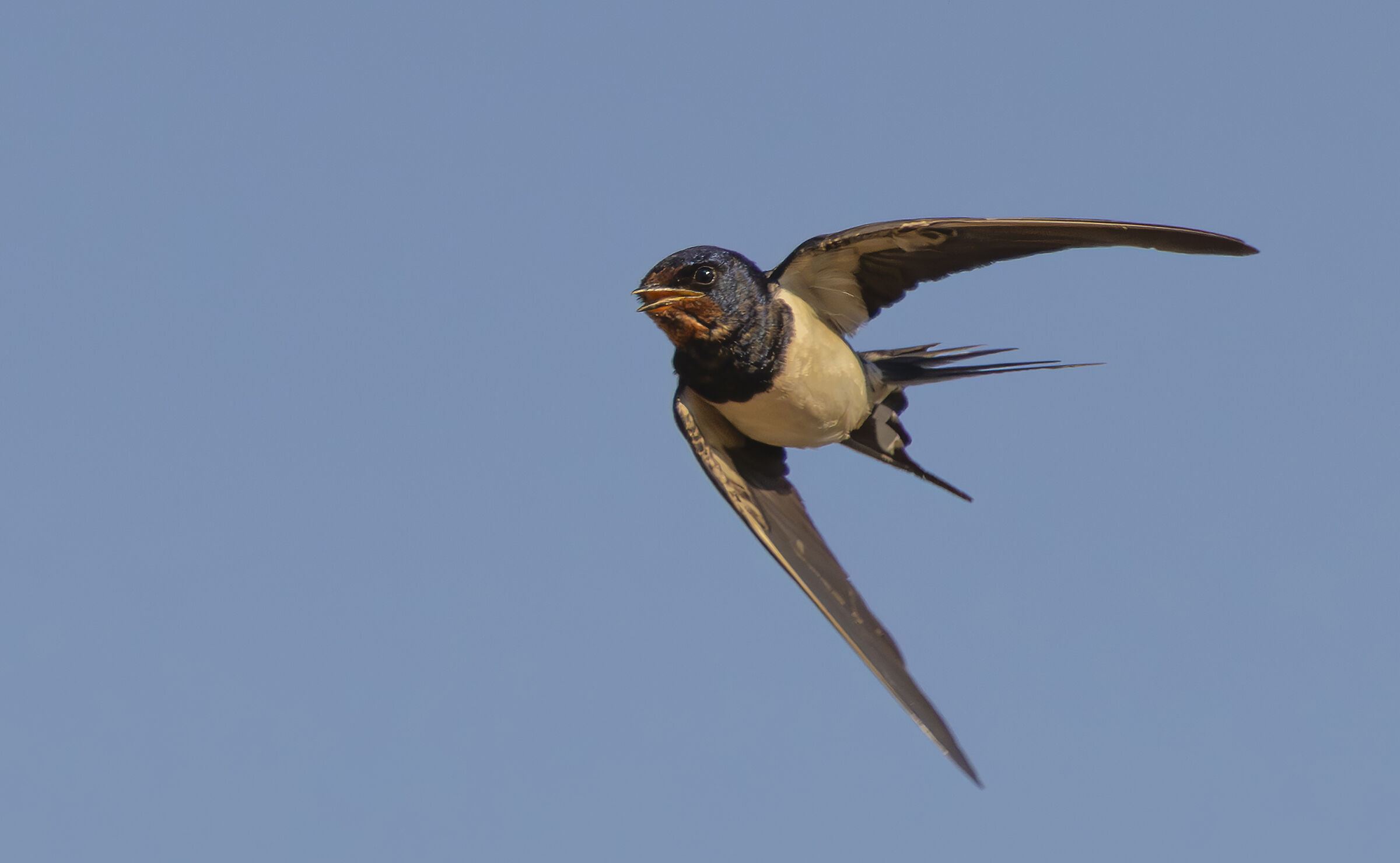 a barn swallow