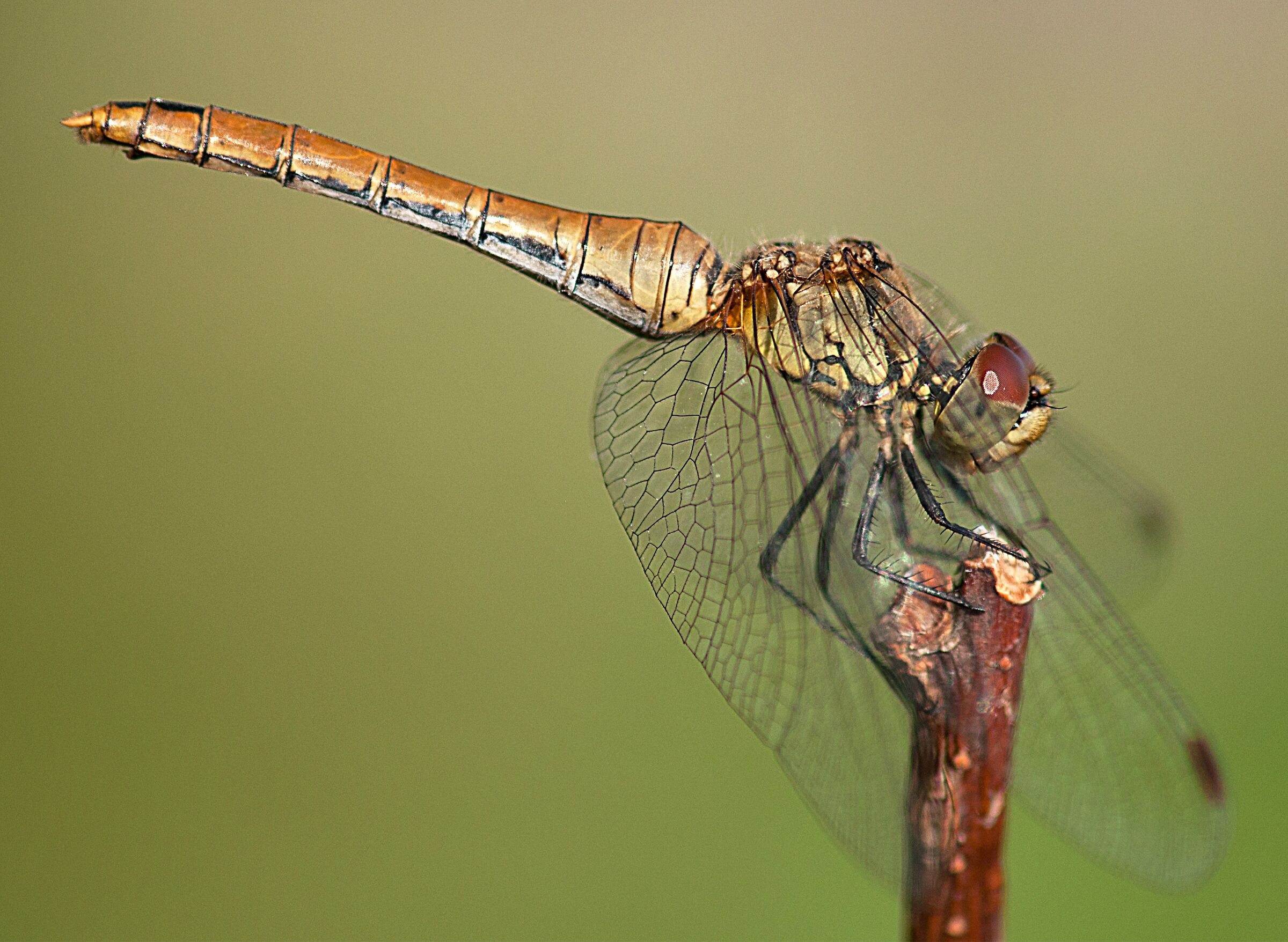 Dragonfly
