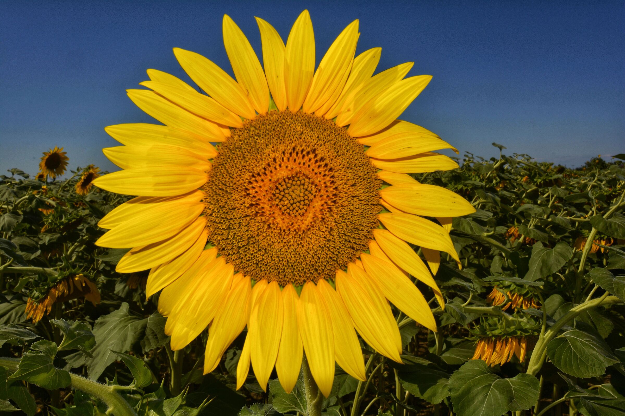 The Sun King