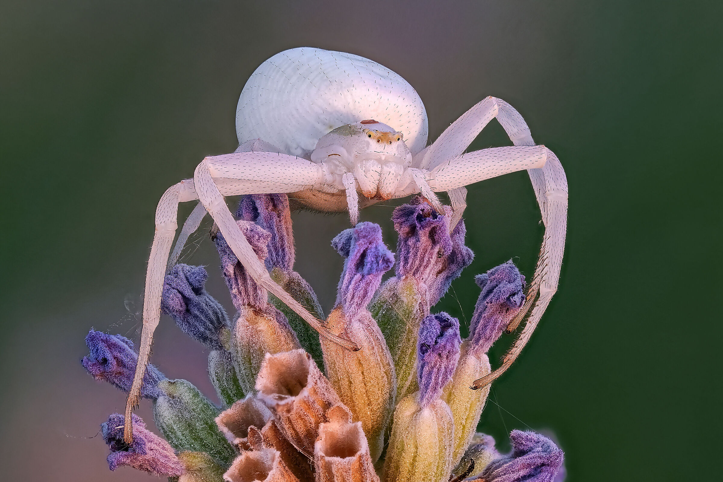 Misumena vatia