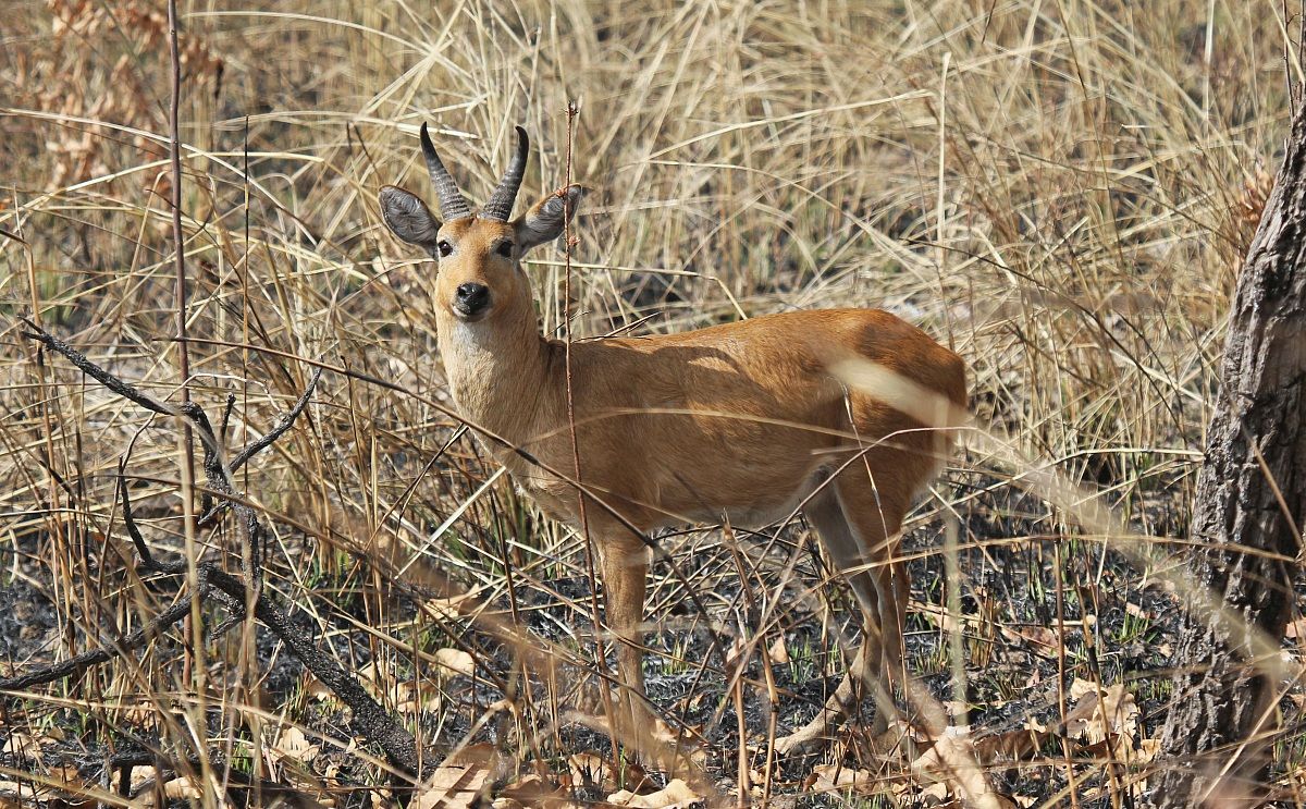 Antilope dei canneti