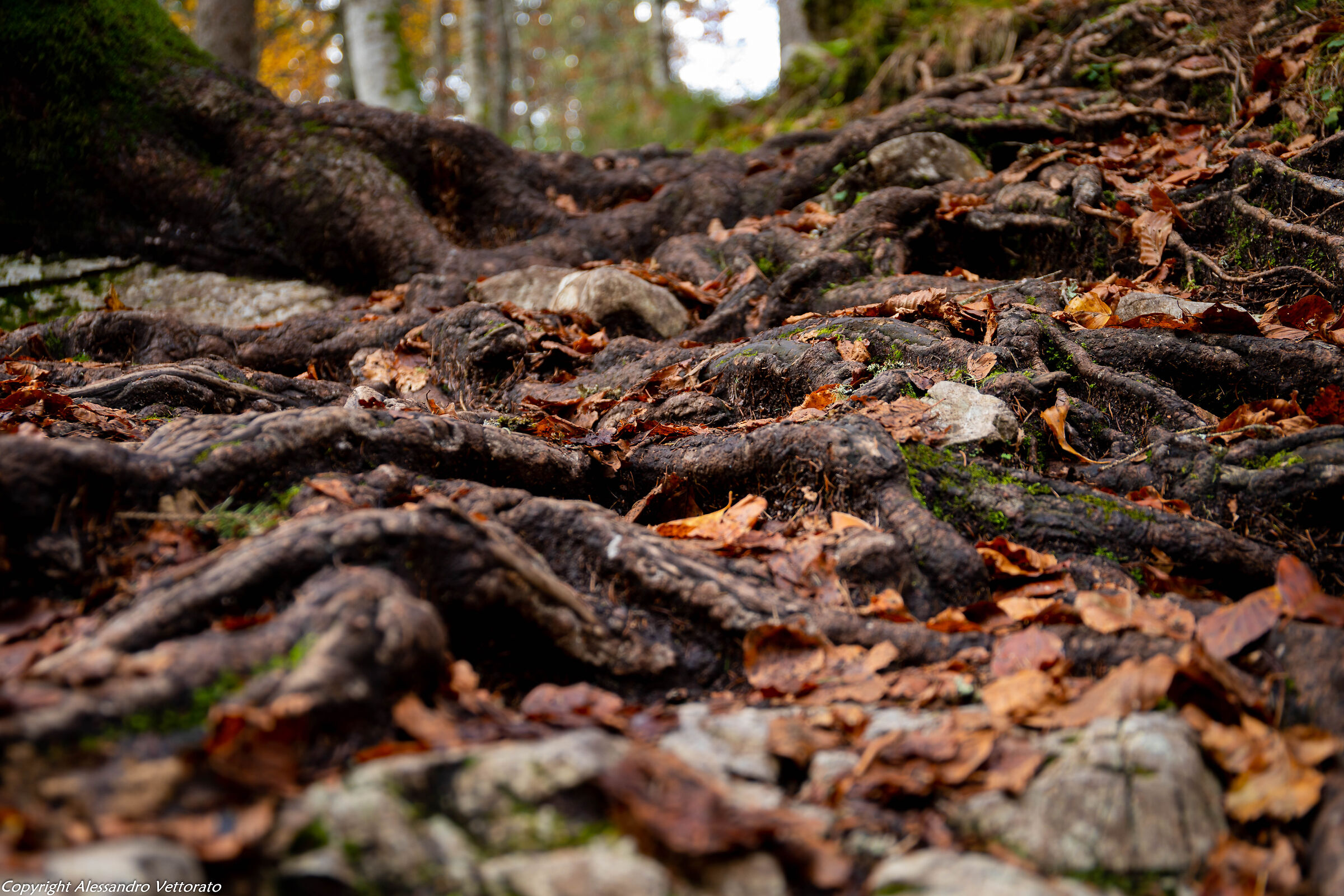 Roots