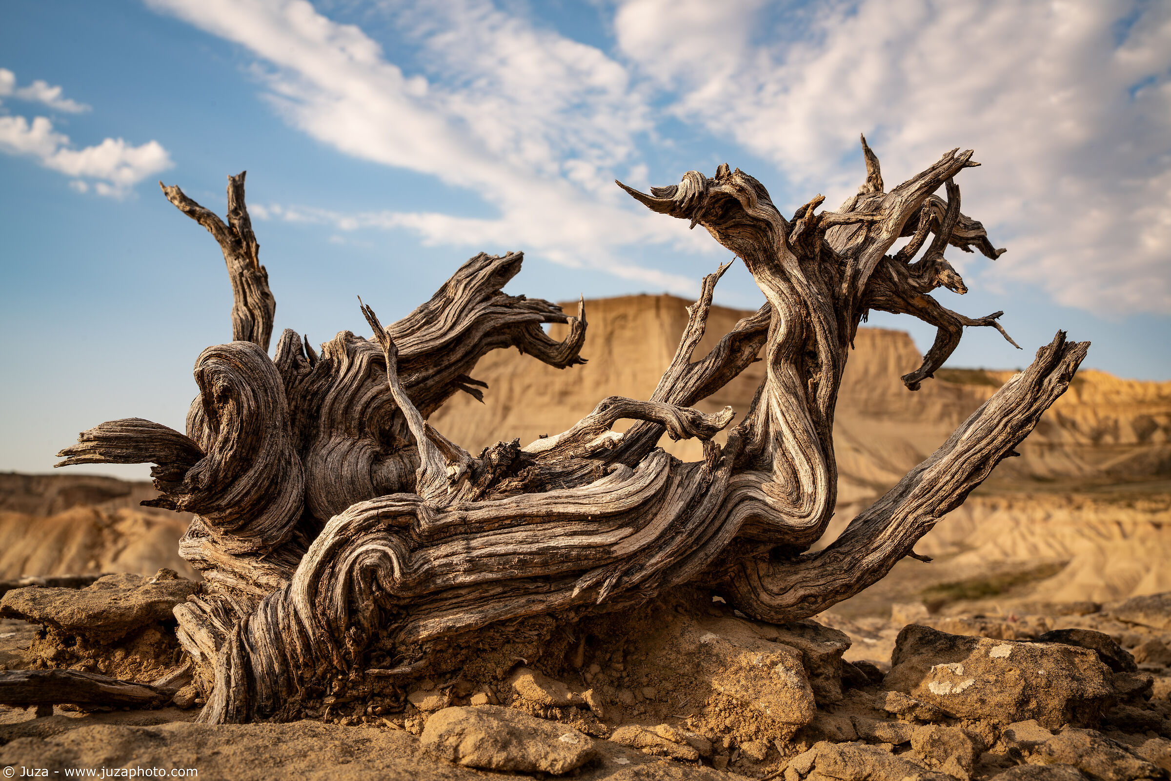 Forme scolpite nel legno