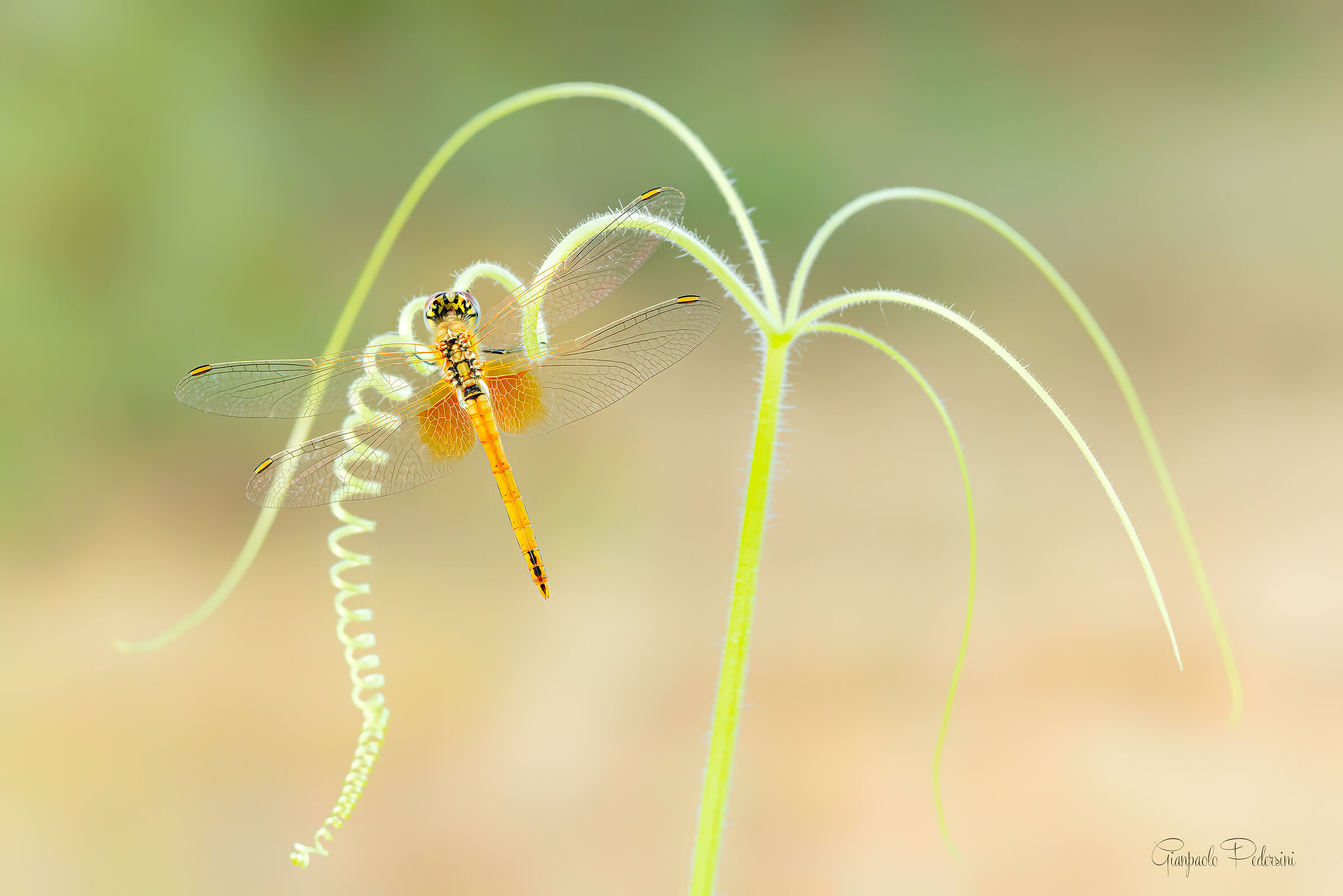 Ogni riccio un capriccio