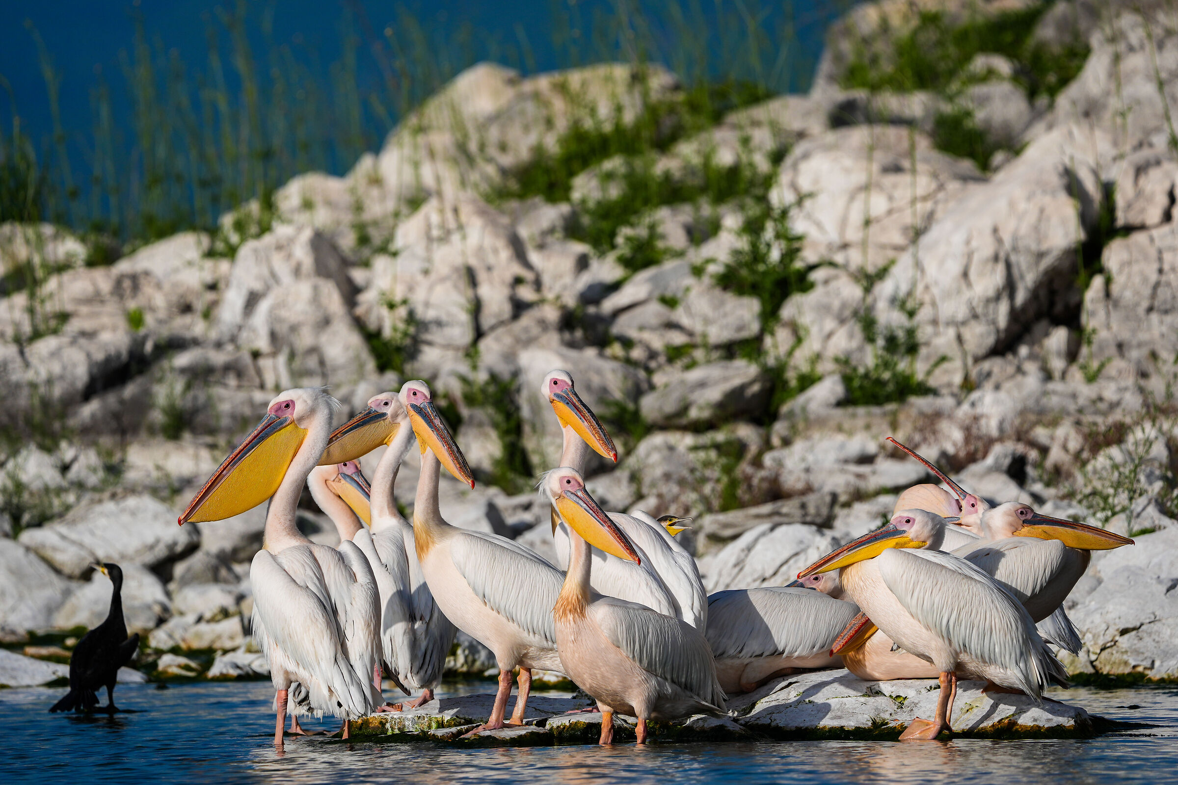 Prespa and Pelicans