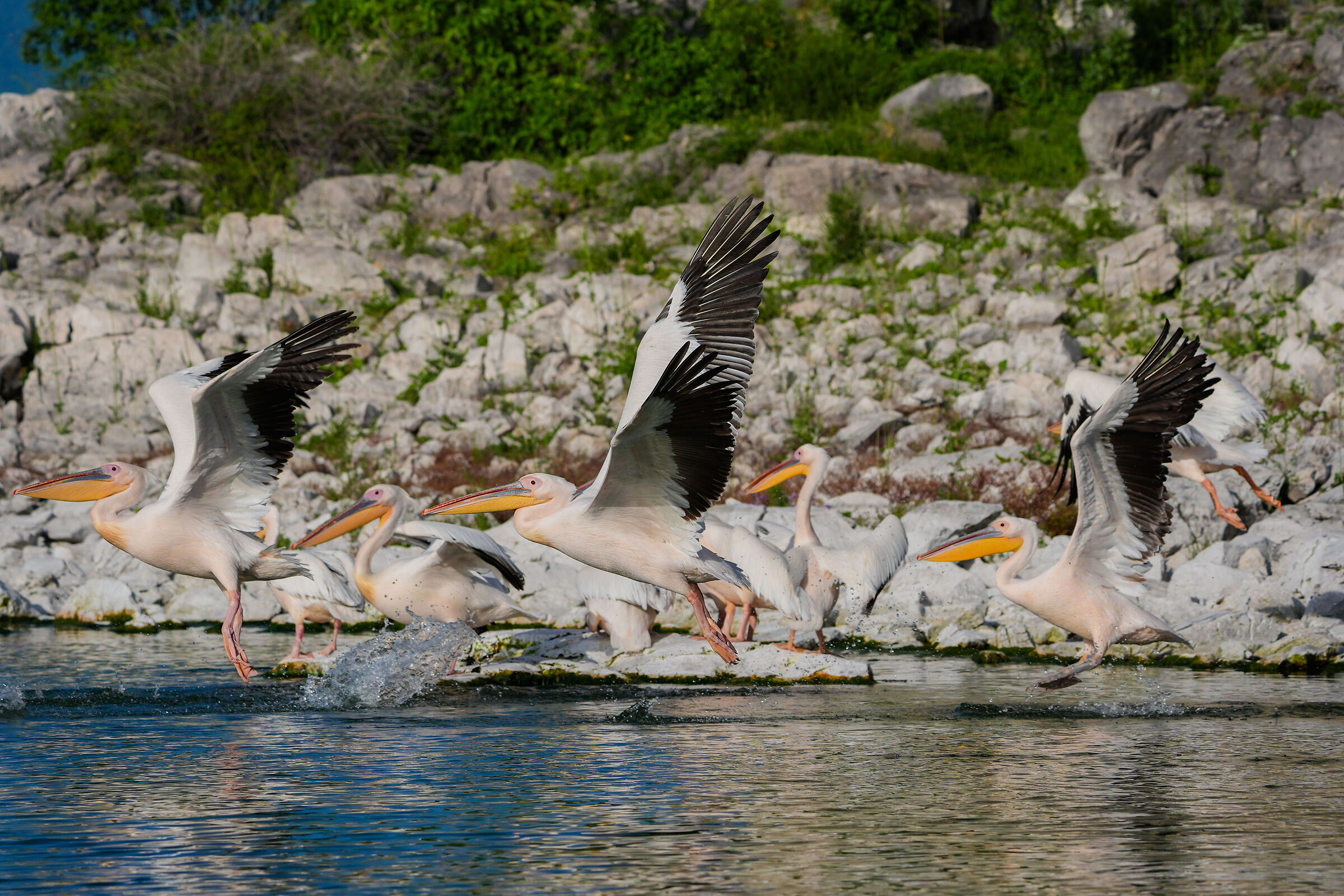 Prespa Pelicans