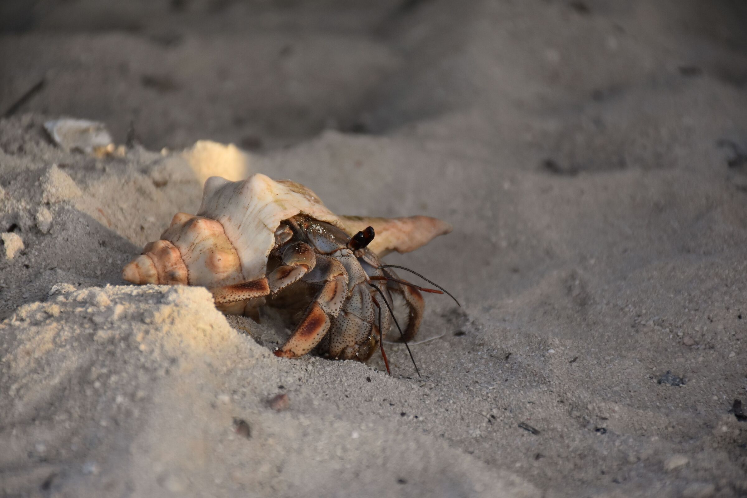 Hermit crab