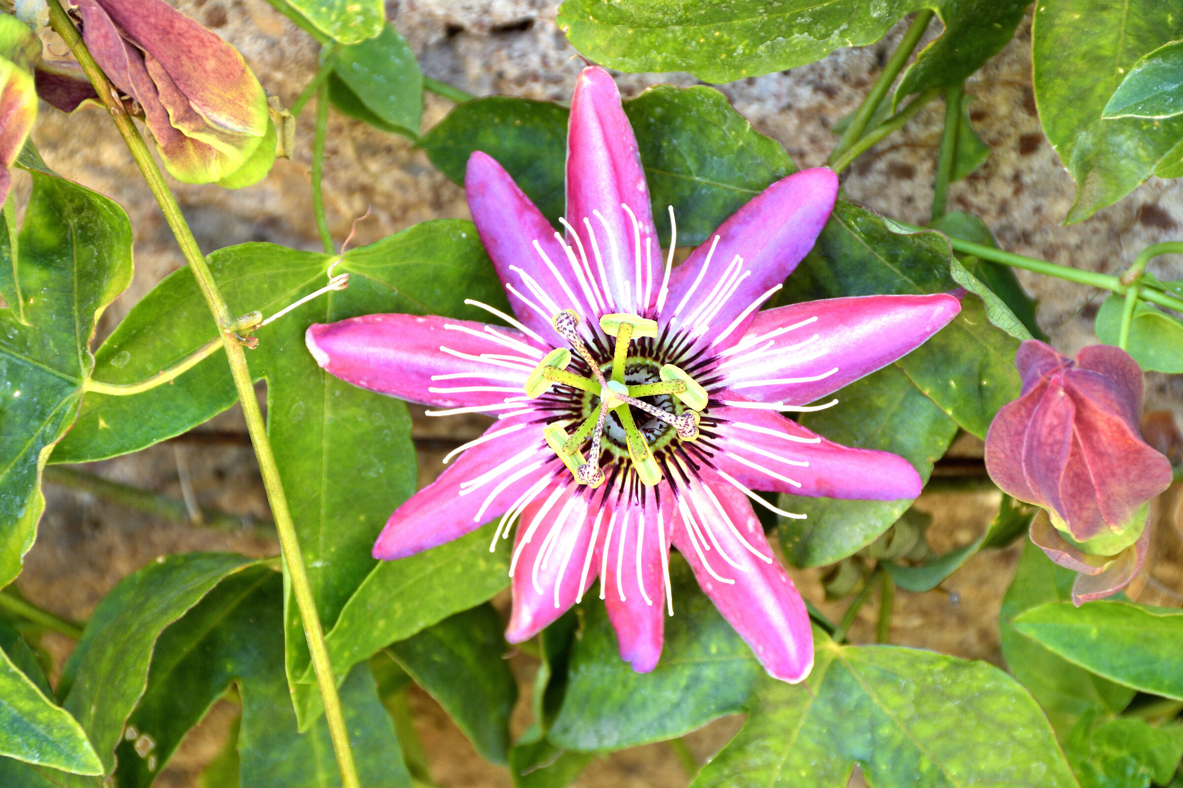 Passionflower