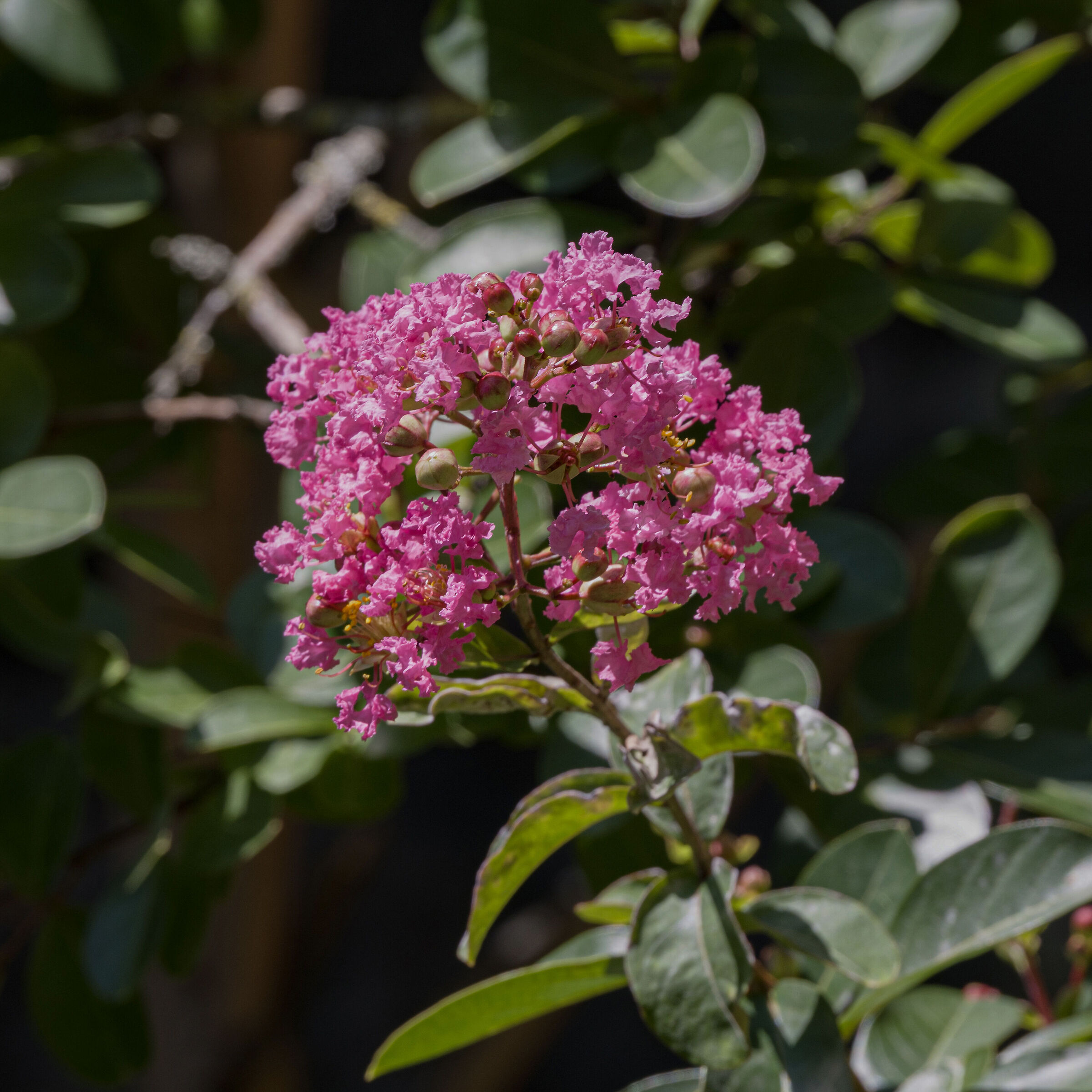 Lagerstroemia 2025