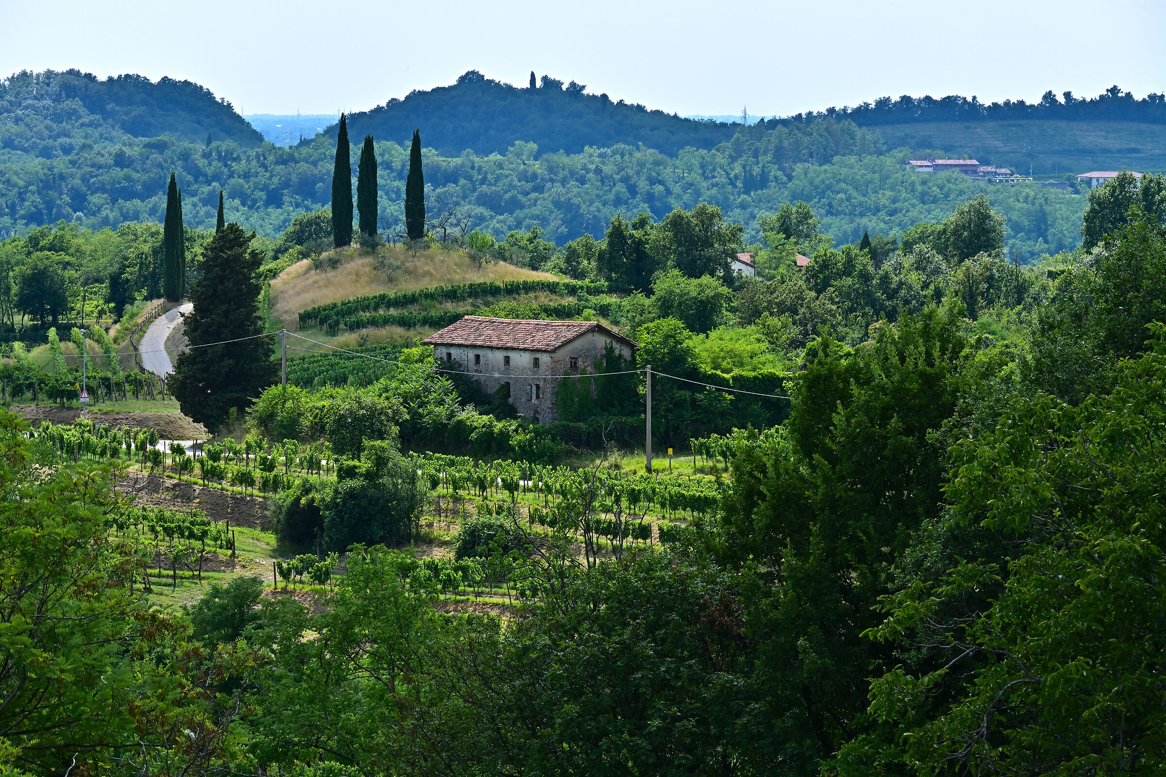 Collio