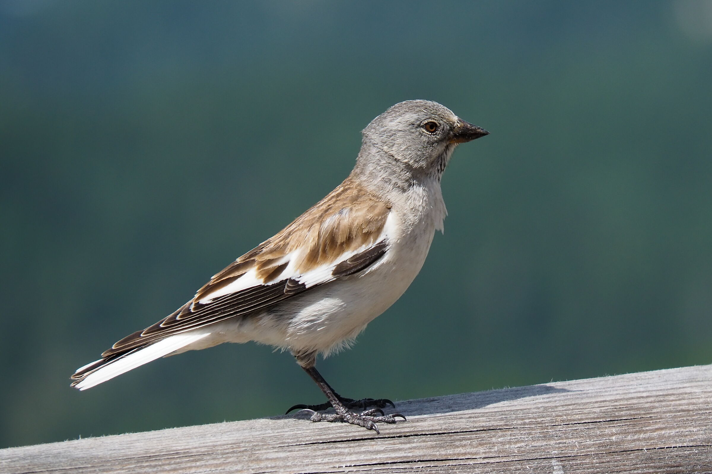 Alpine Finch