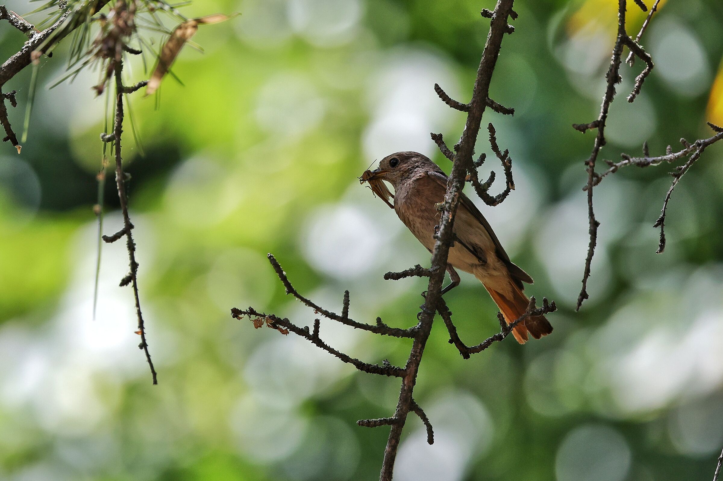 Phoenicurus phoenicurus &female;
