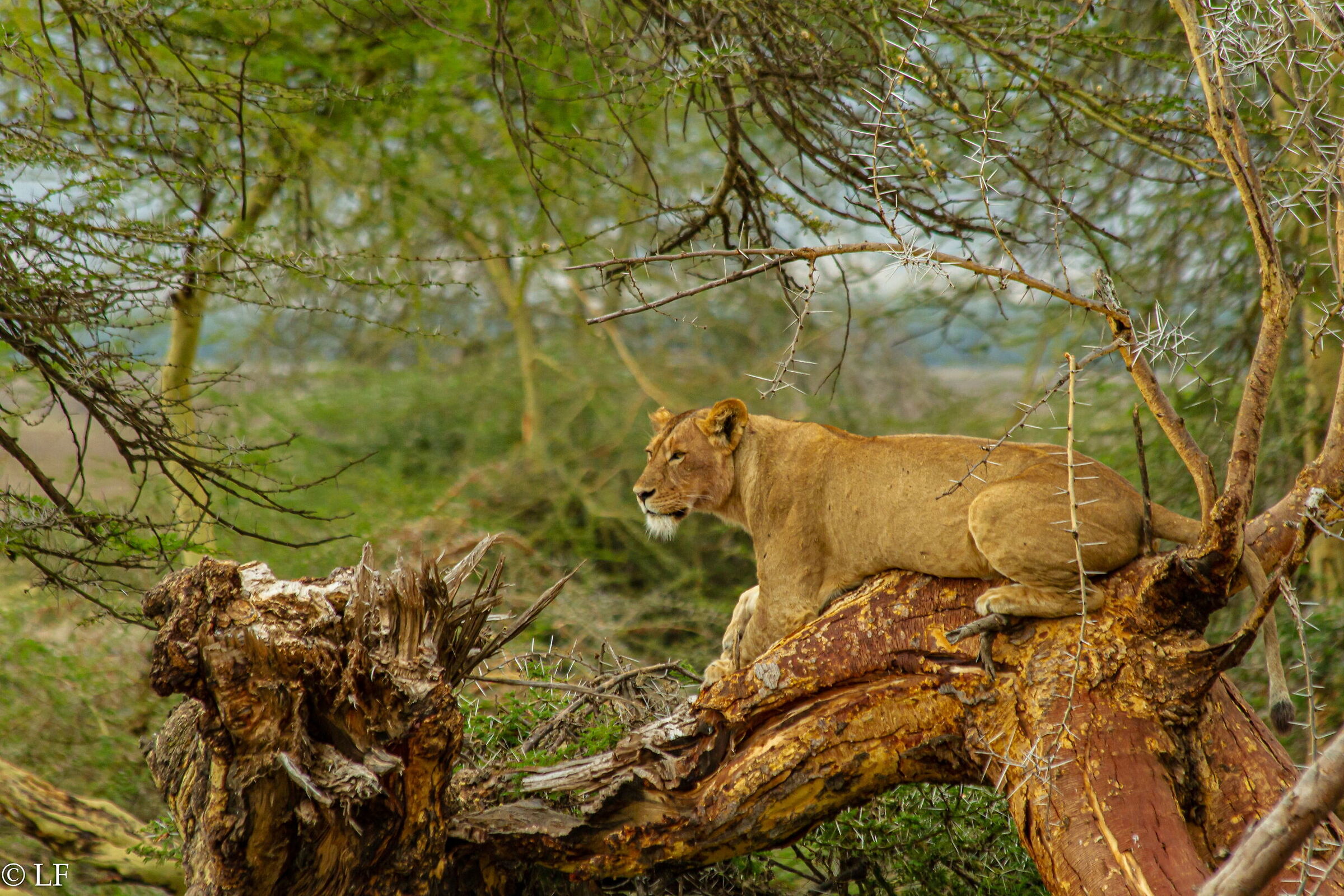 Comfortable this tree
