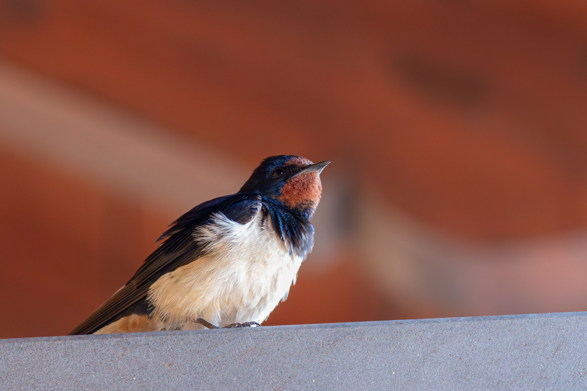 Swallow