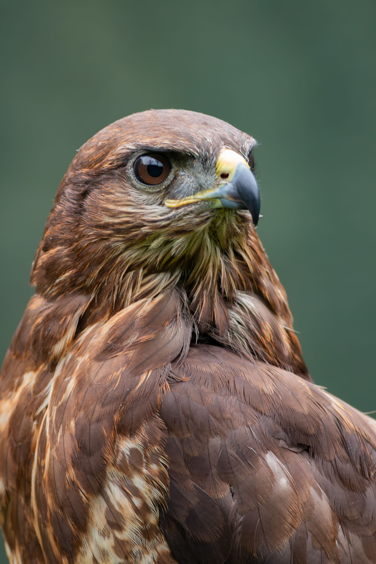 Buzzard