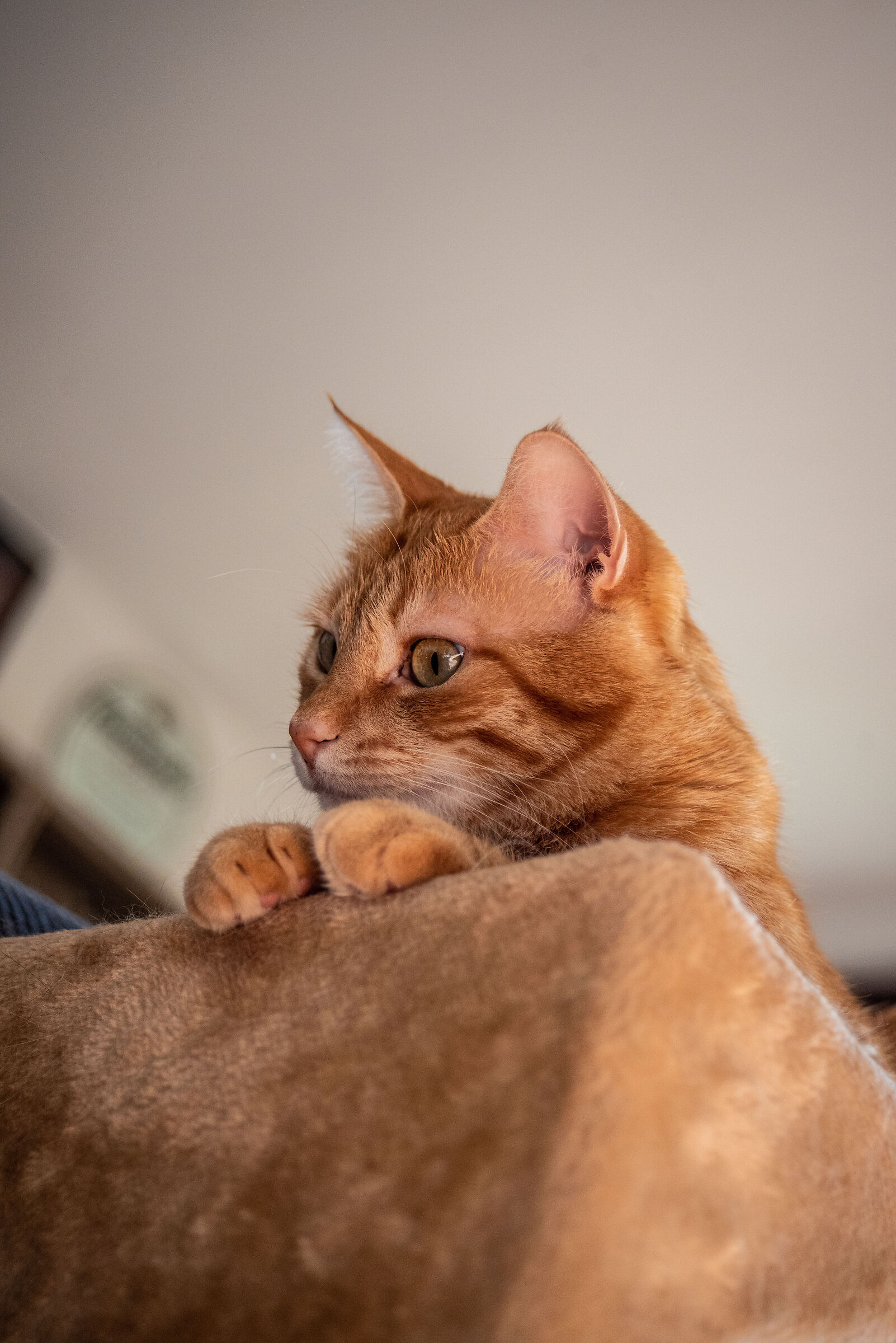 Apricot - Il peluche rosso