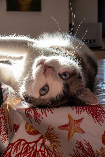 Foto