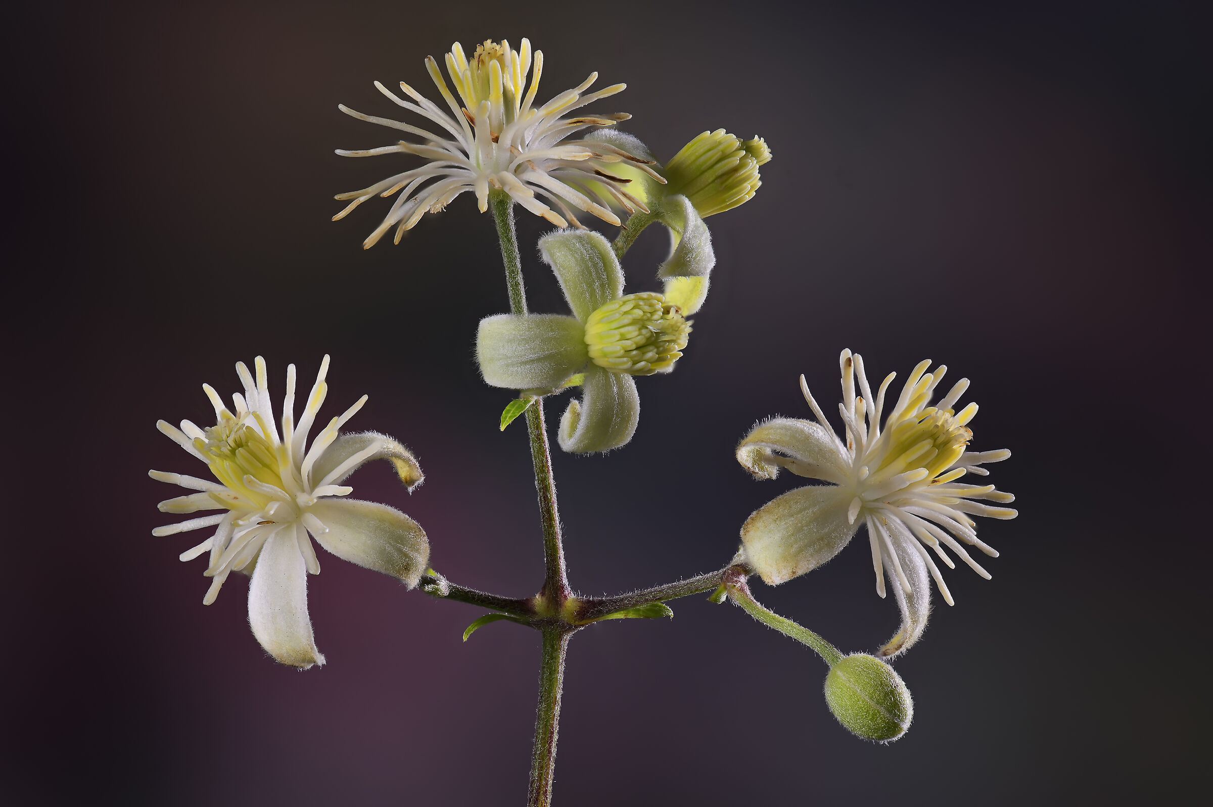 Clematis vitalba