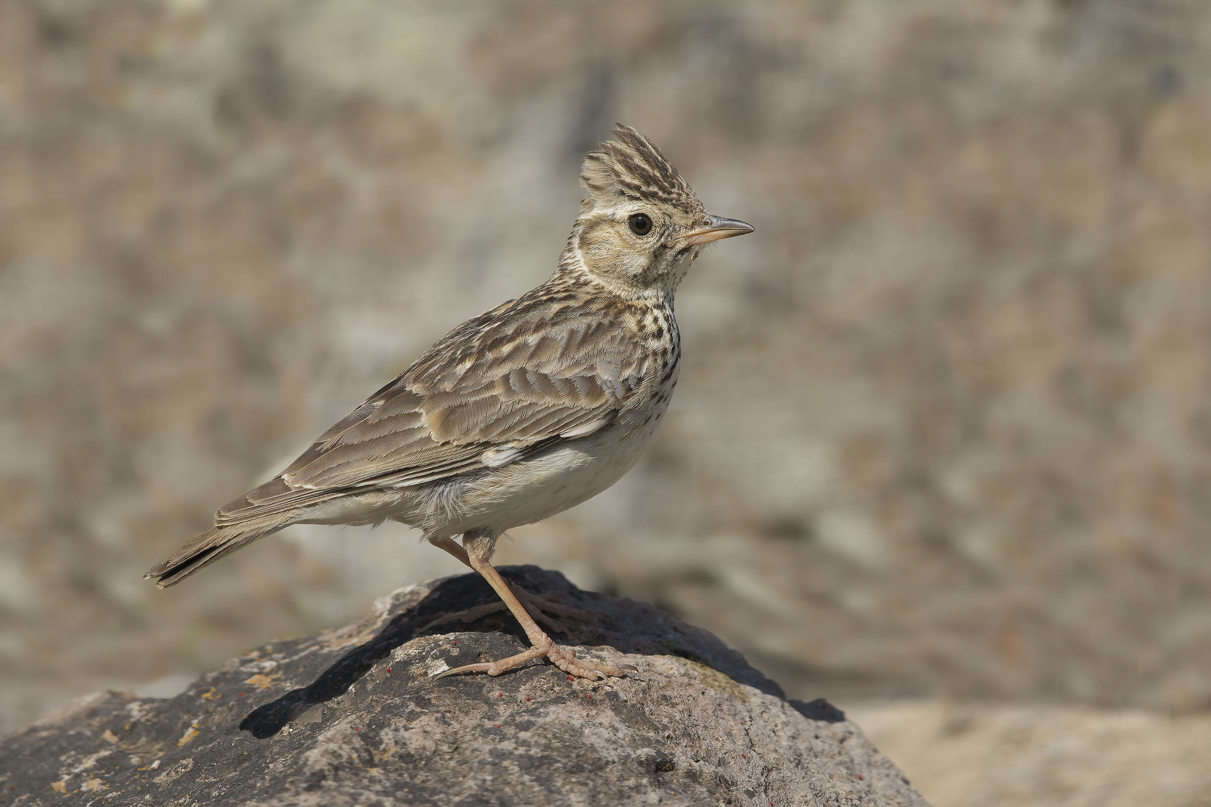 tottavilla (lullula arborea)