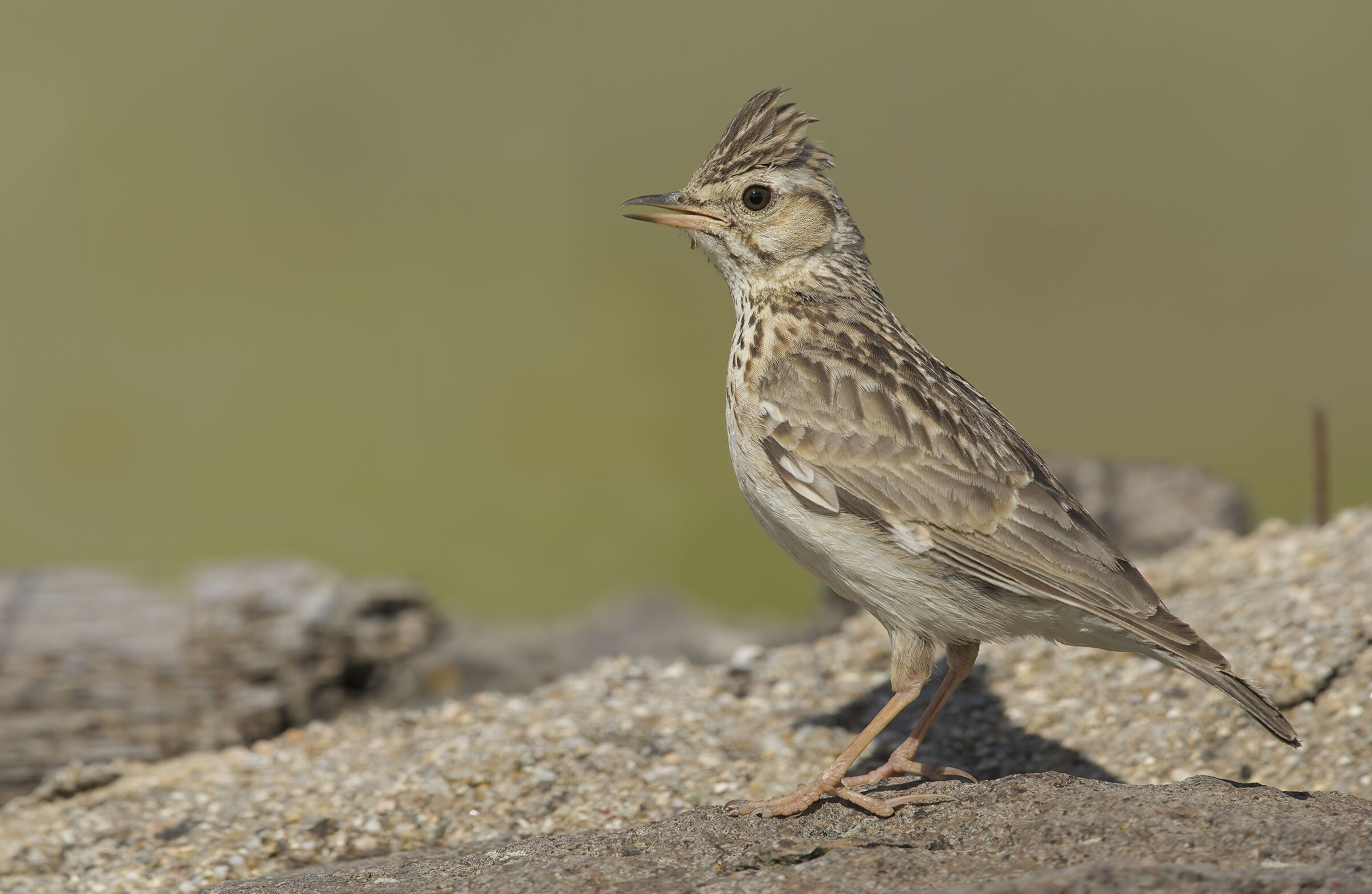 tottavilla (lullula arborea)
