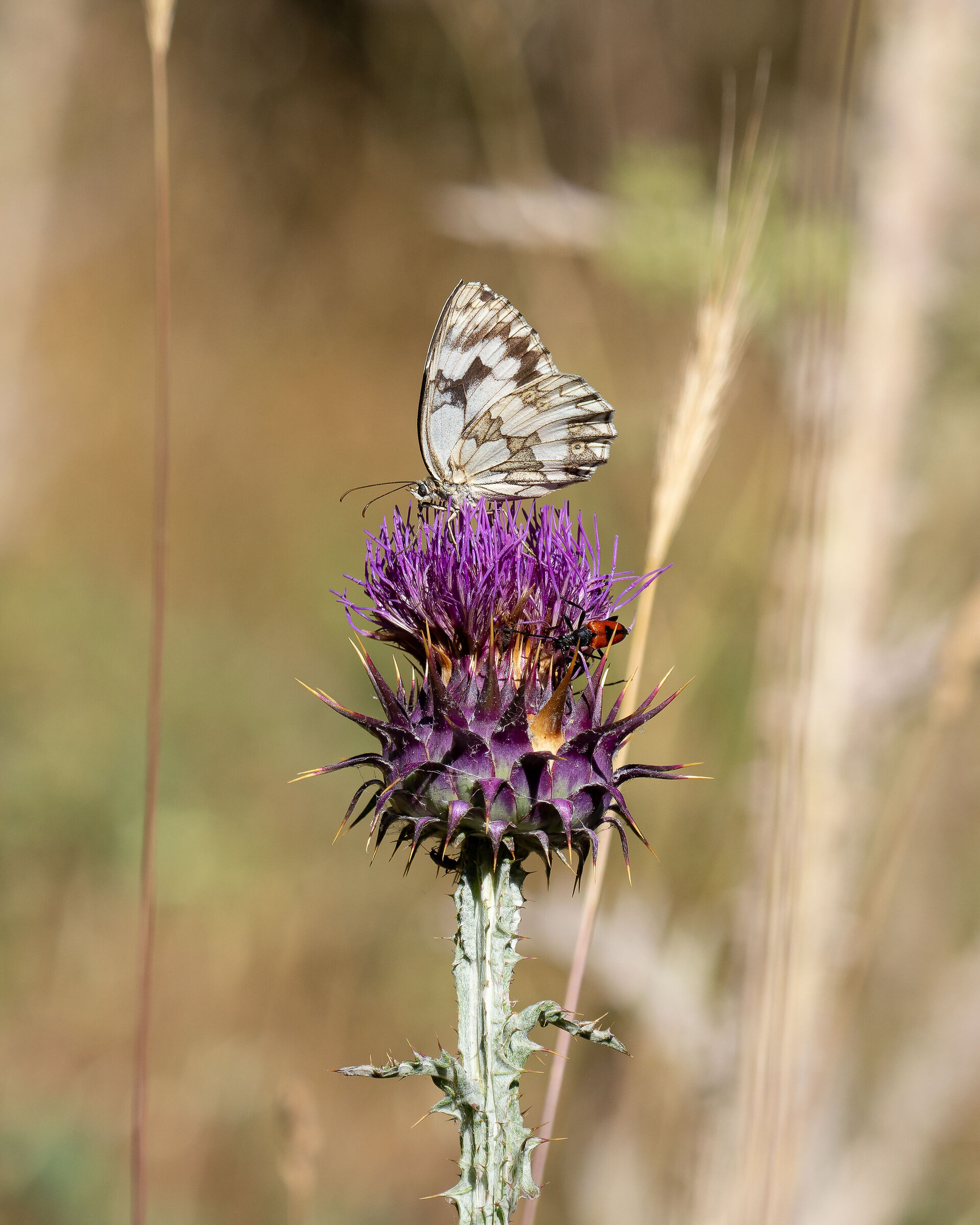 L'inclusività di un cardo
