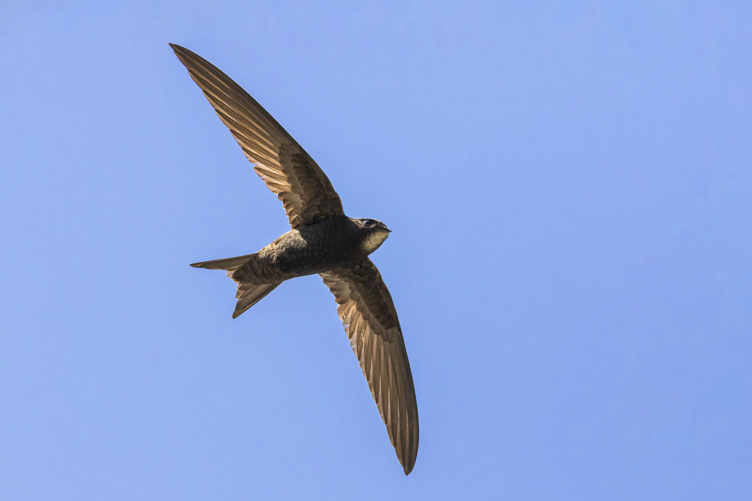 Common swift in flight