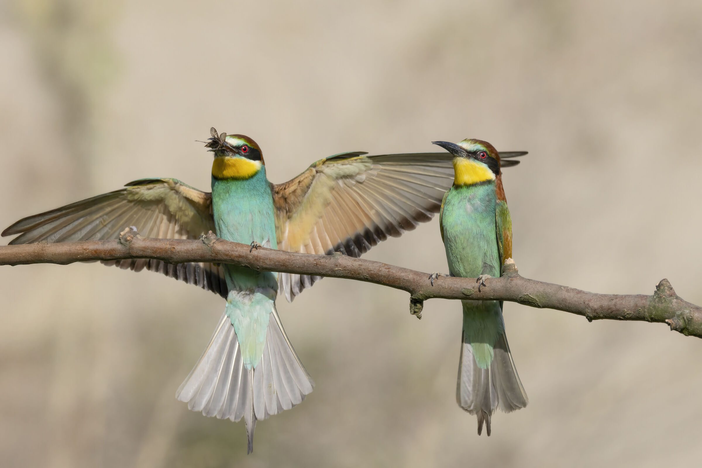 Bee-eaters