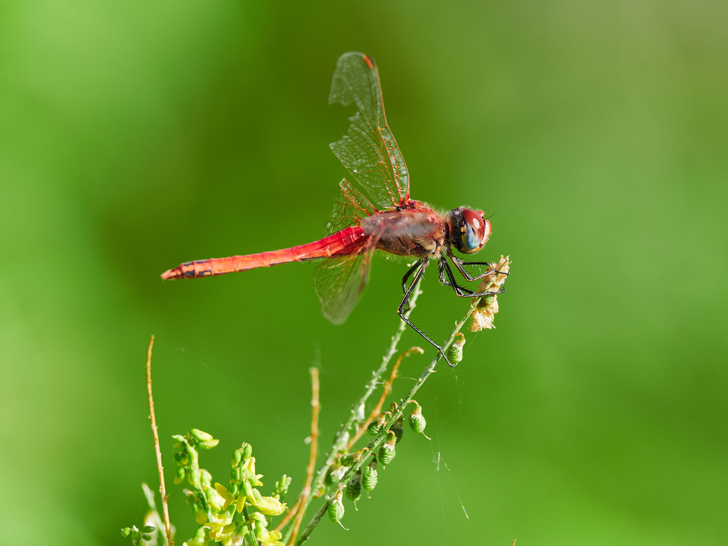 Dragonfly