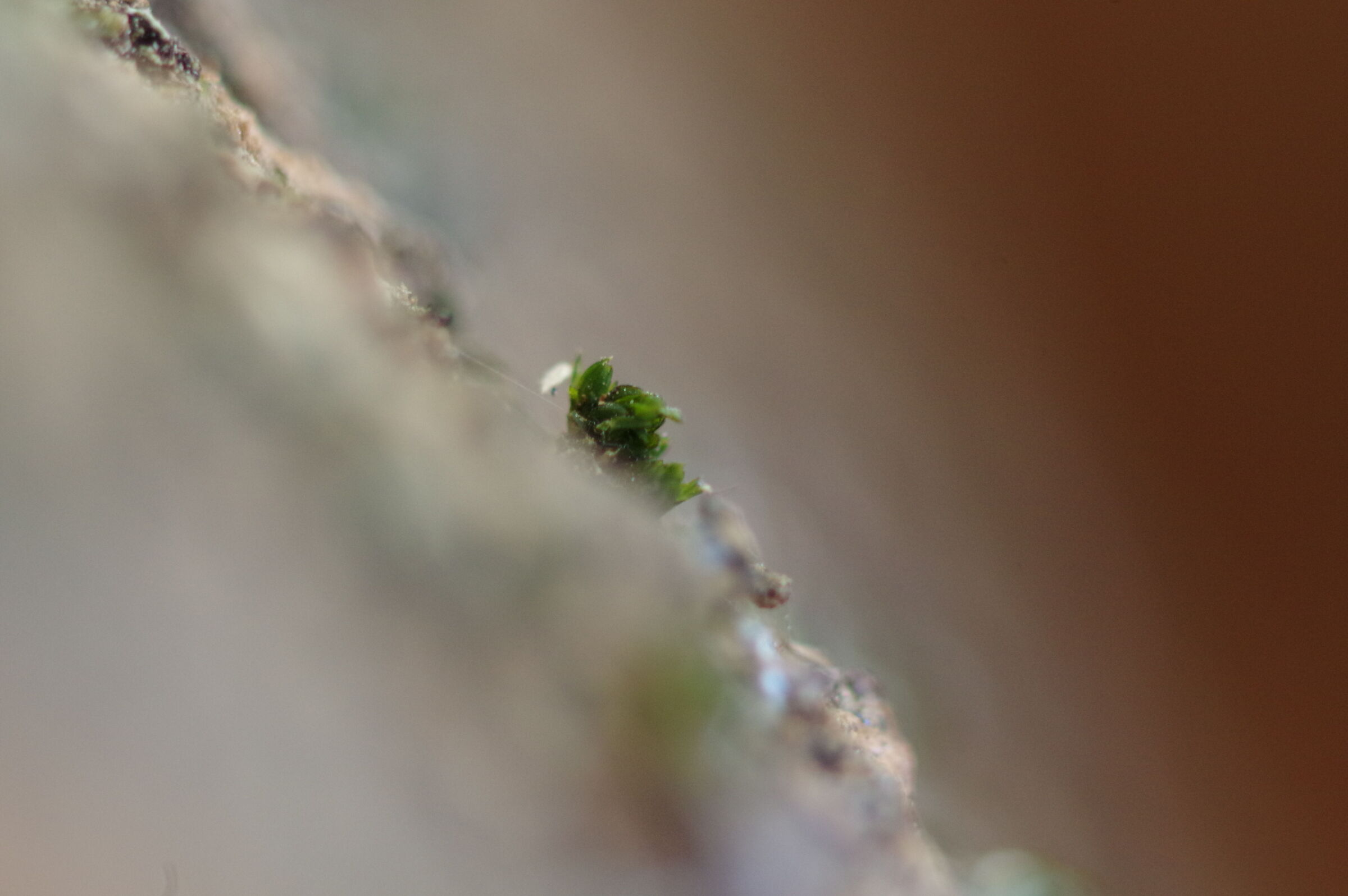 A plant