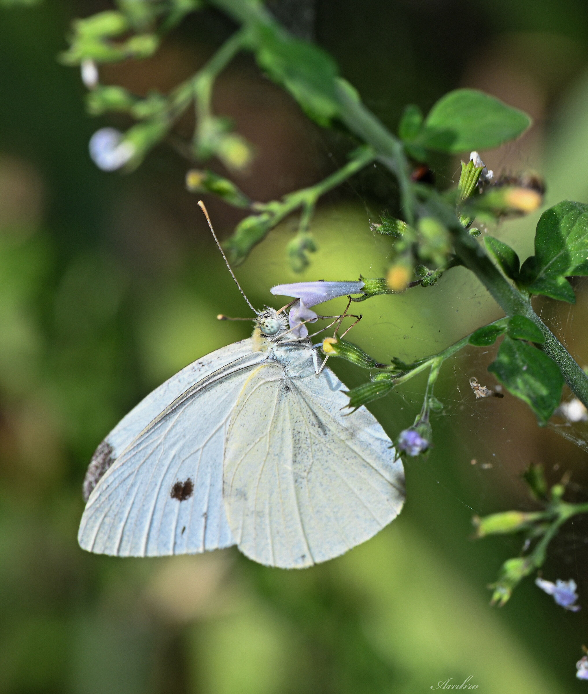 Farfalla