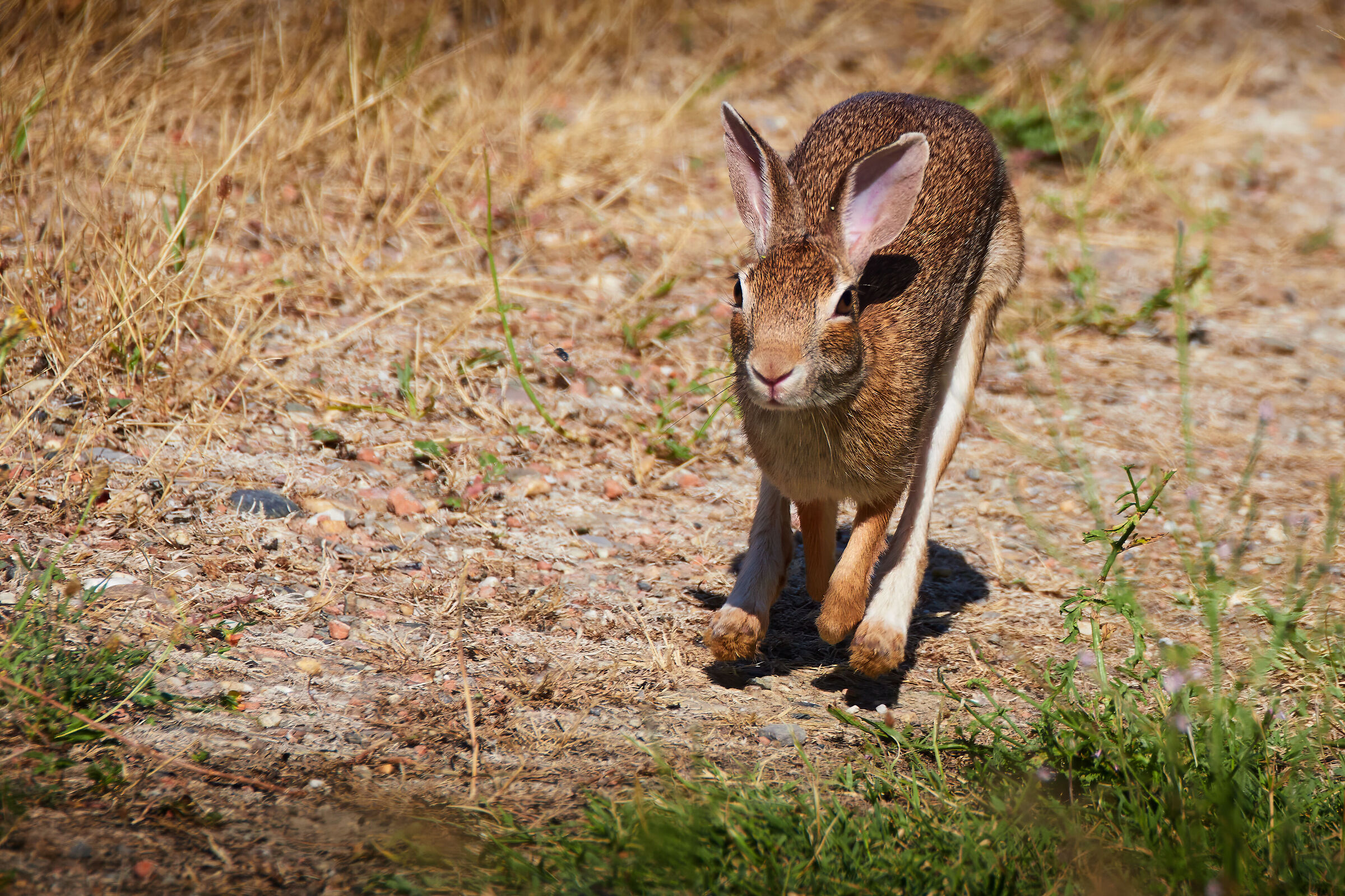 Hare on the run
