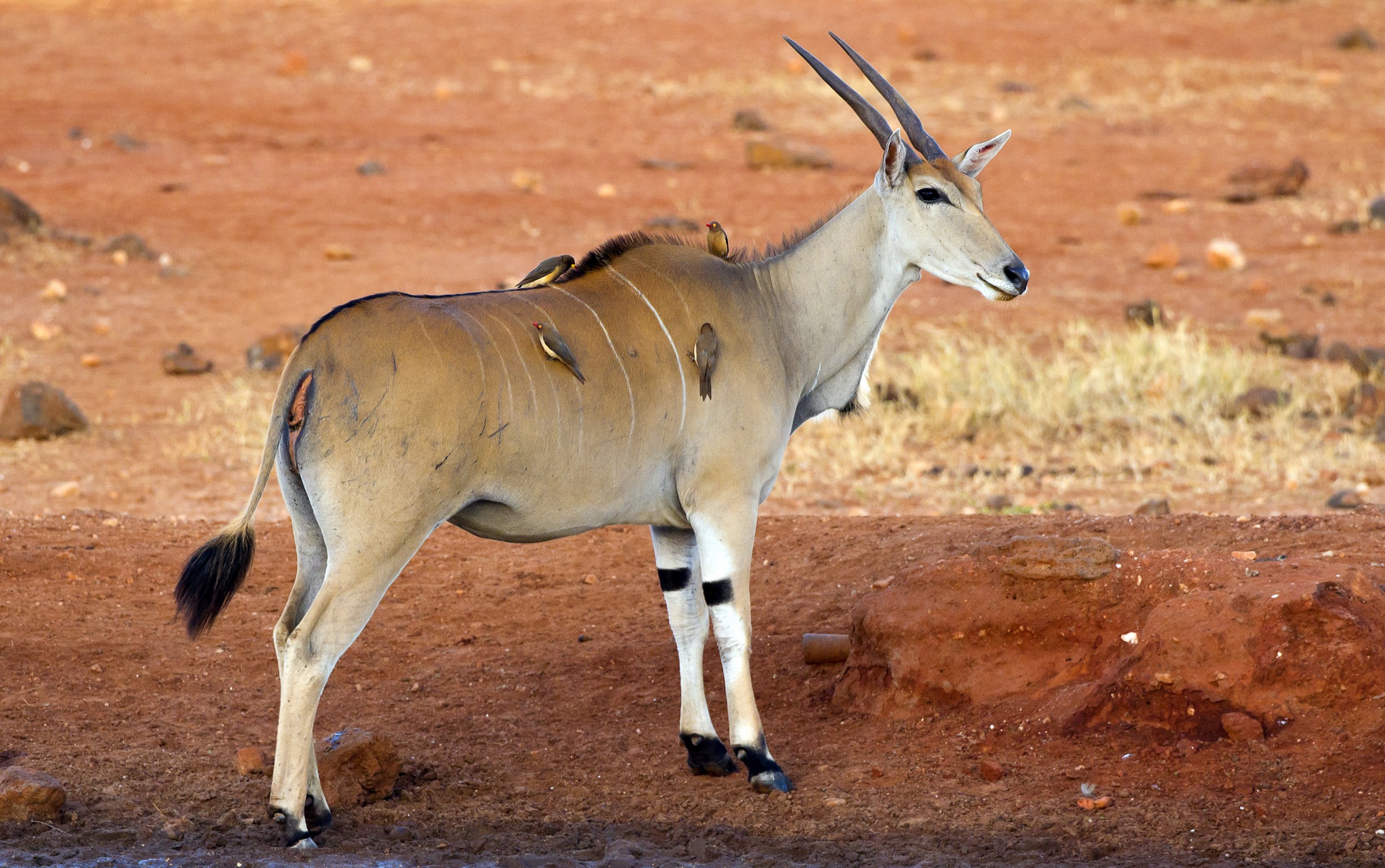 Eland