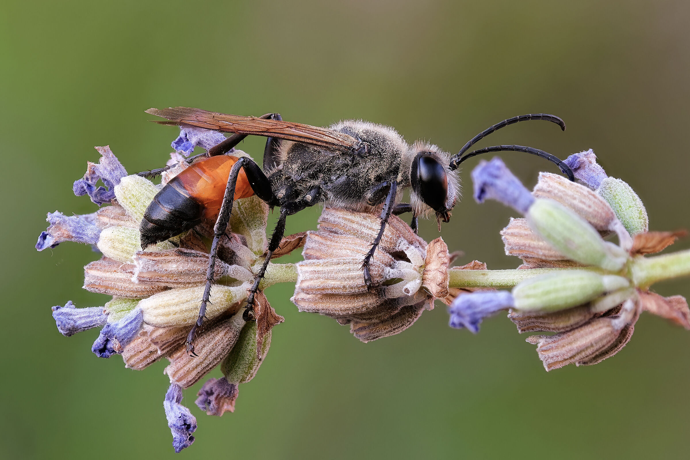 Podalonia affinis