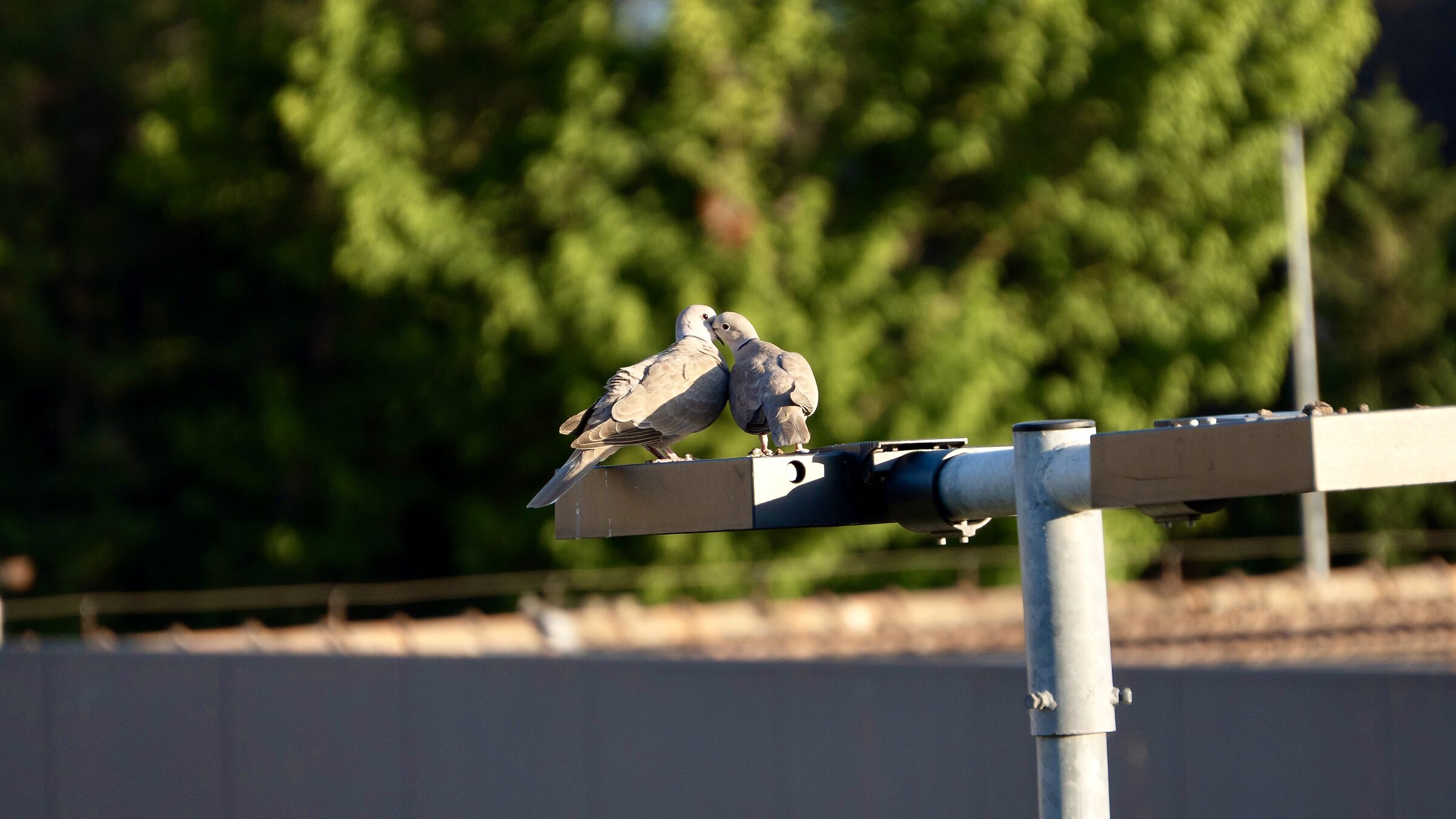 Collared dove