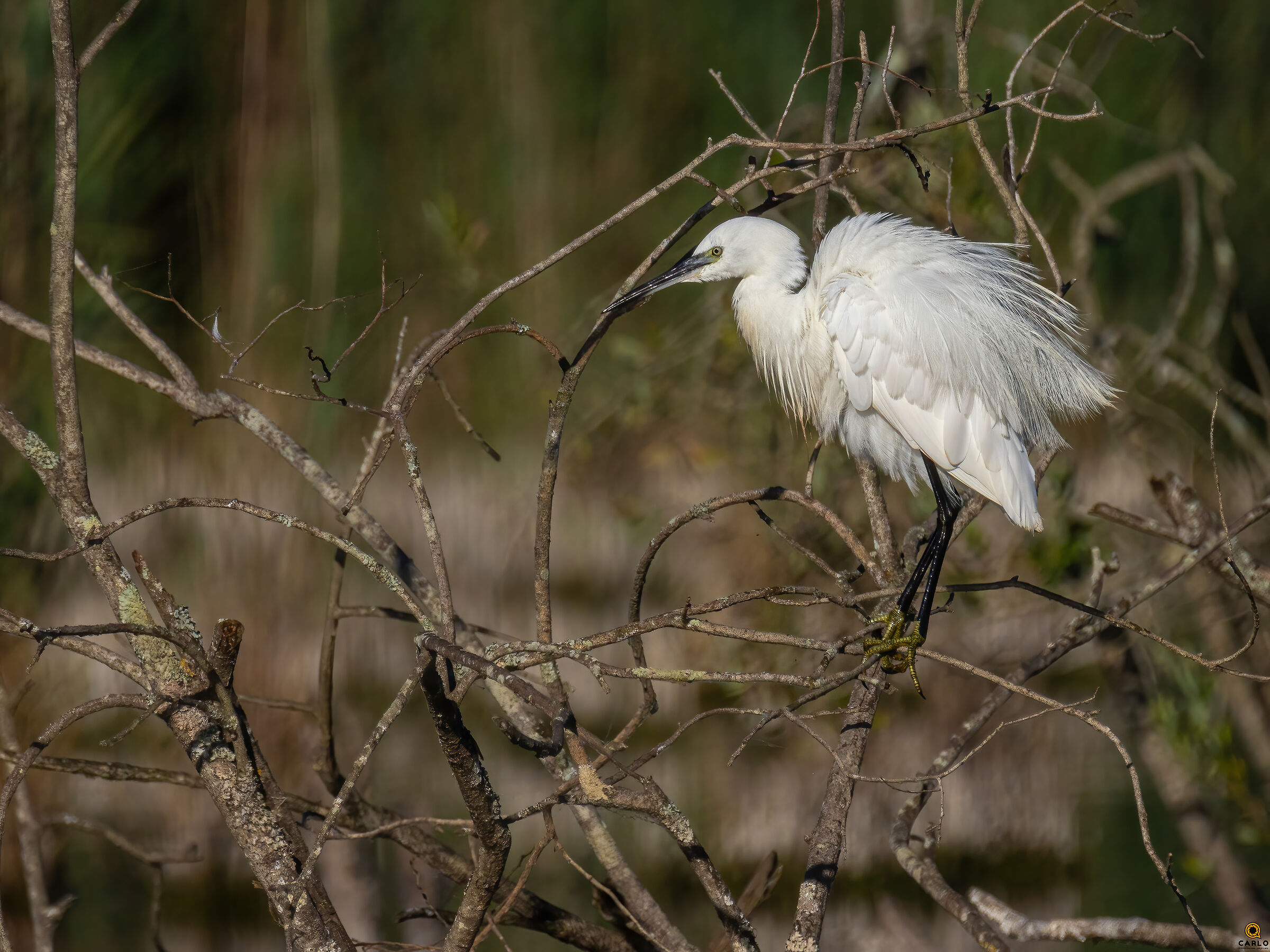 Little Egret - Lake Porta