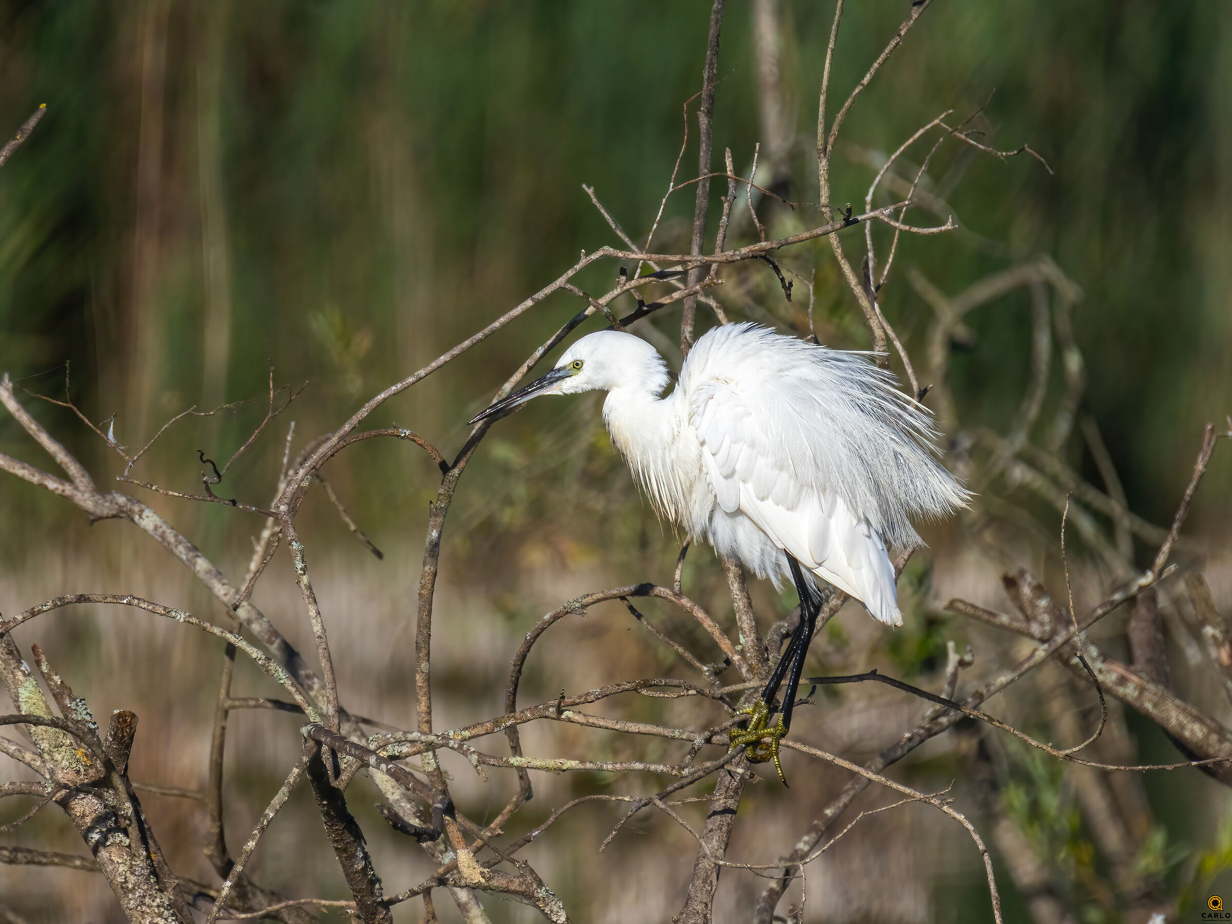 Little Egret - Lake Porta