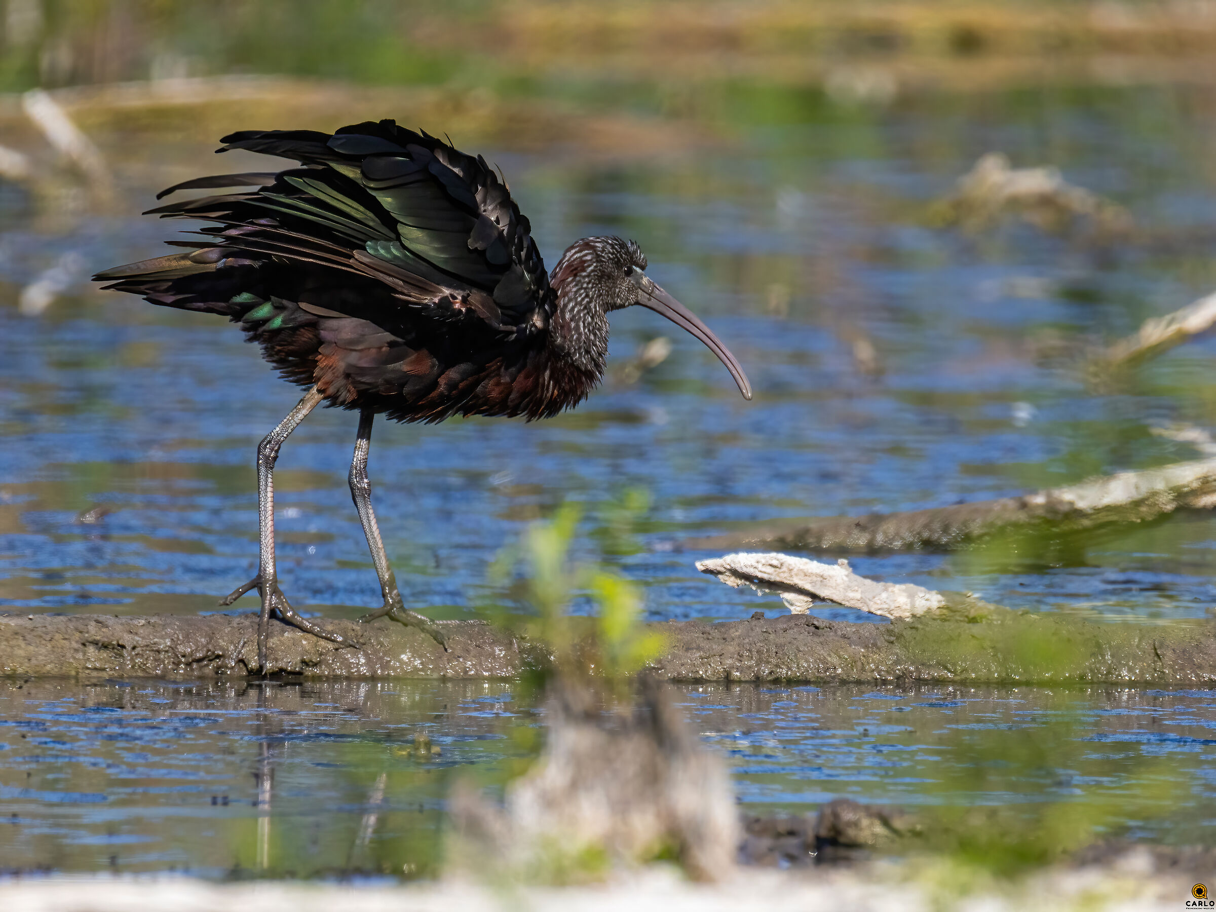 Glossy ibis - Lake Porta
