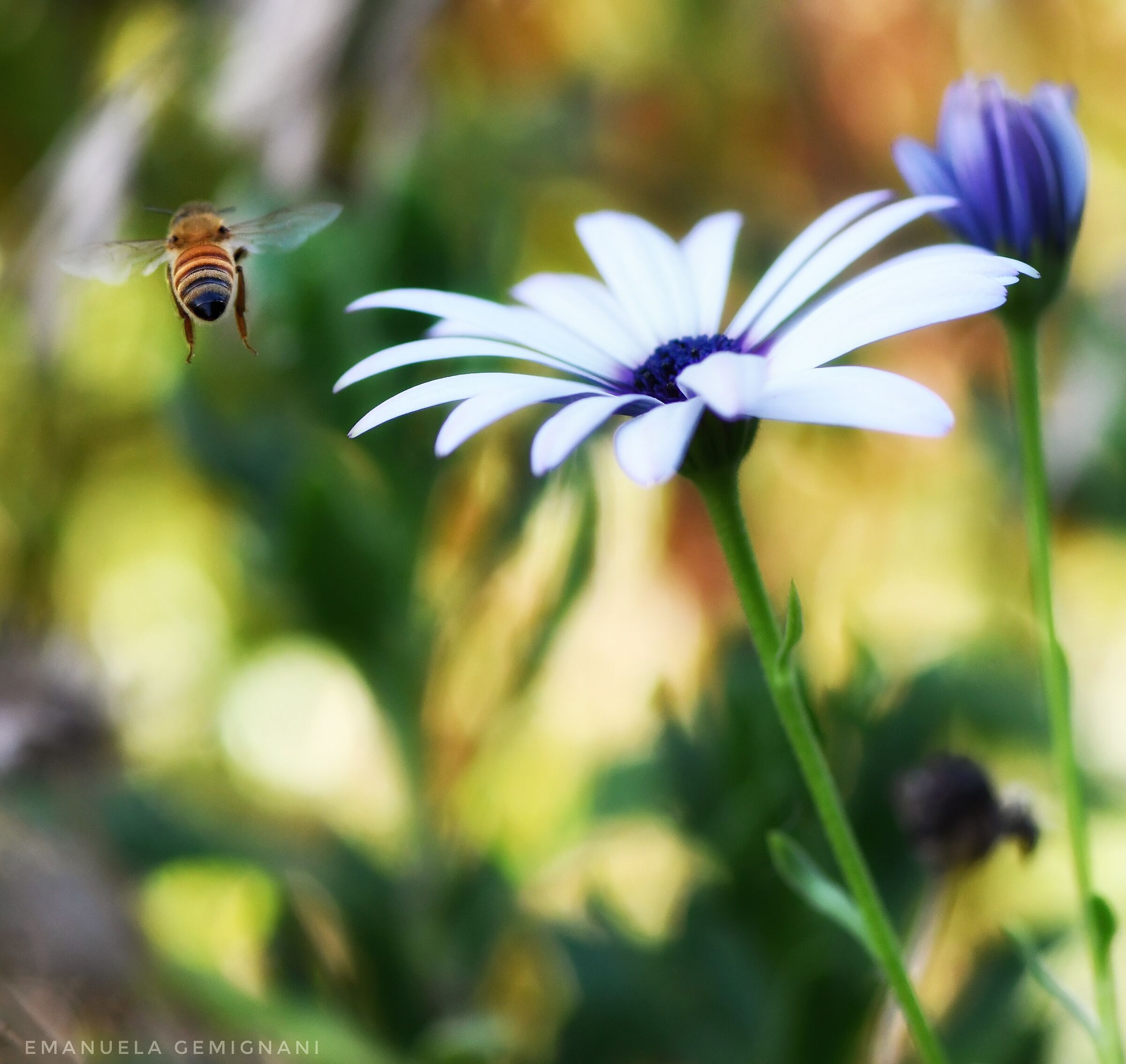 Flying to other flowers