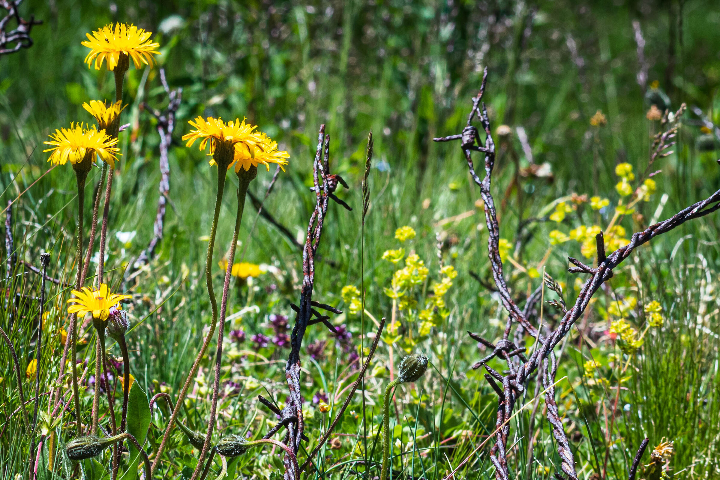 Netting and flowers Moncenisio