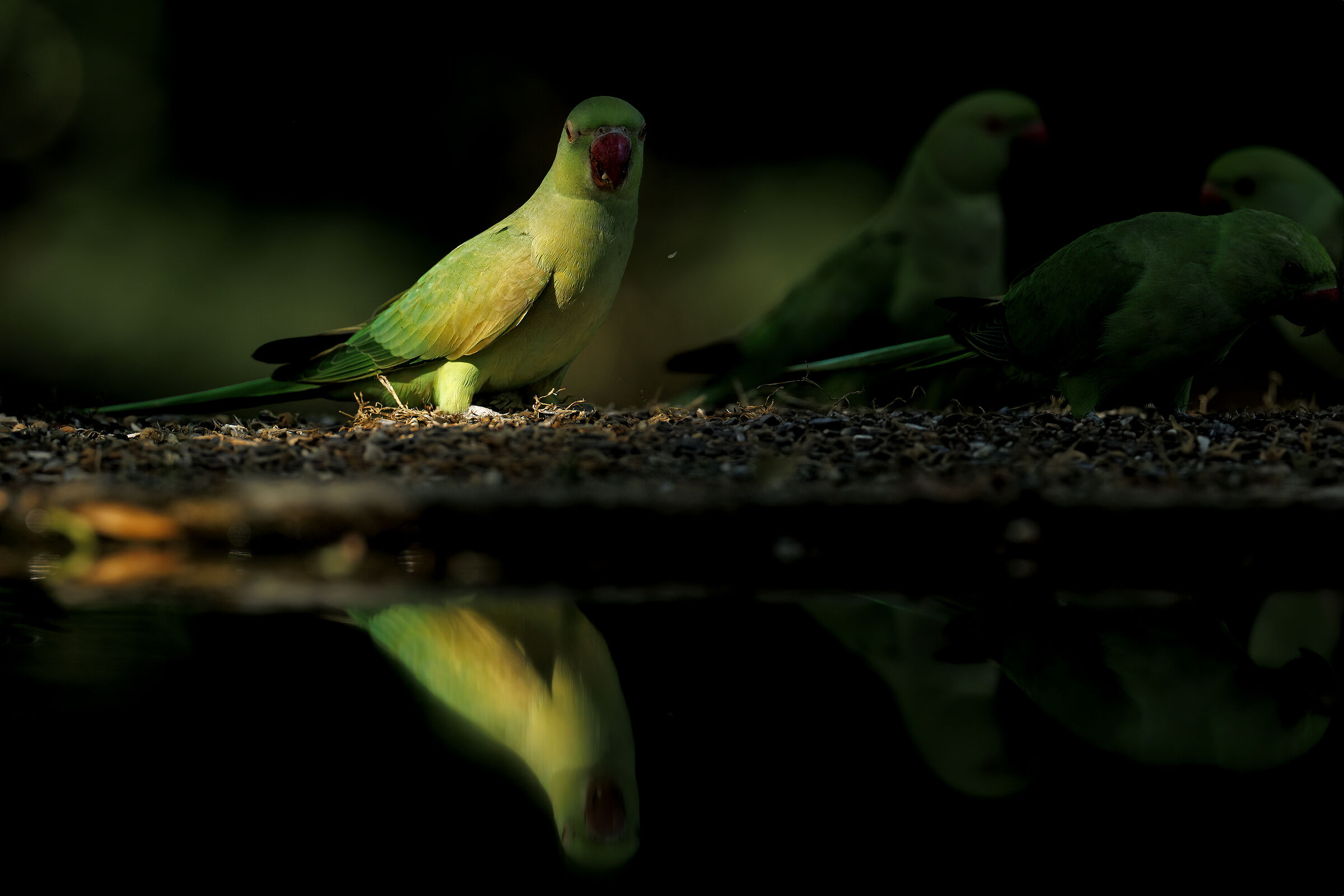 Collared parakeets