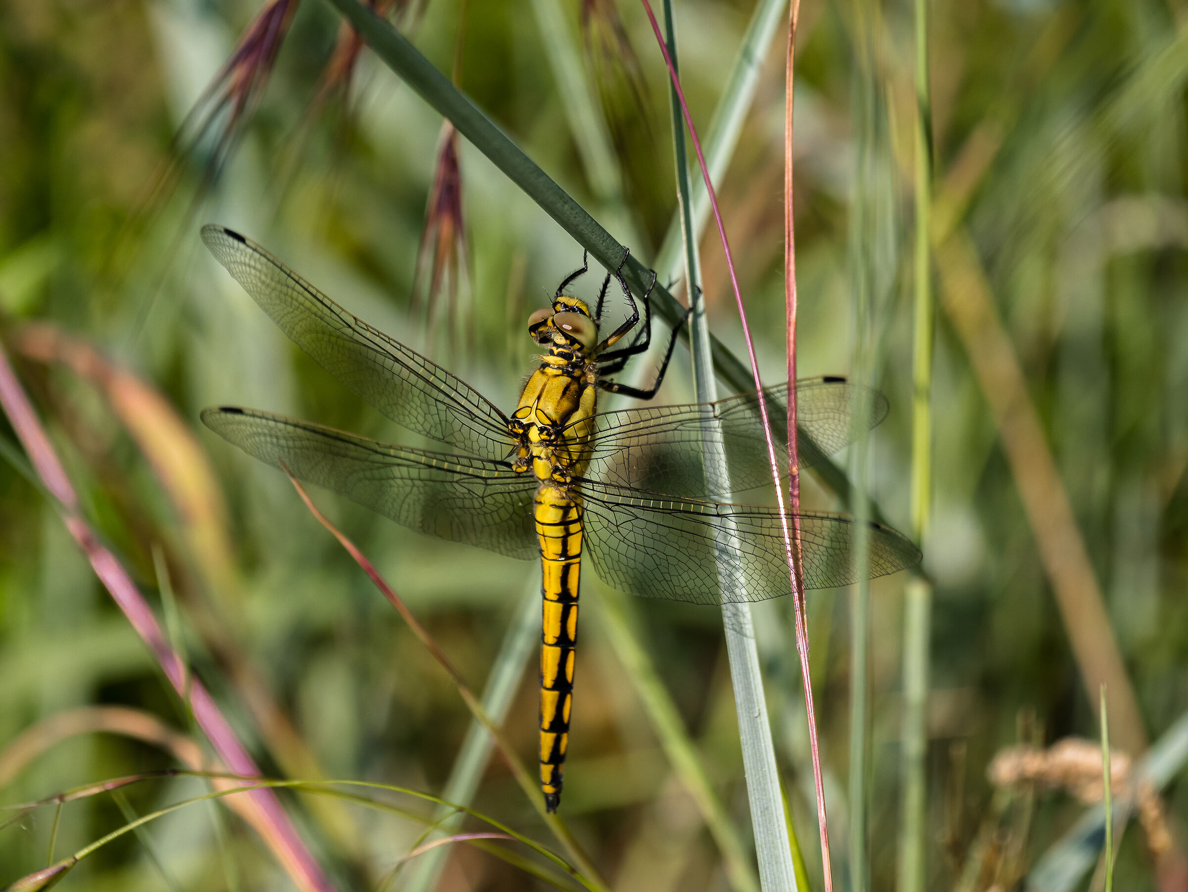 Onychogomphus forcipatus (Linnaeus, 1758)